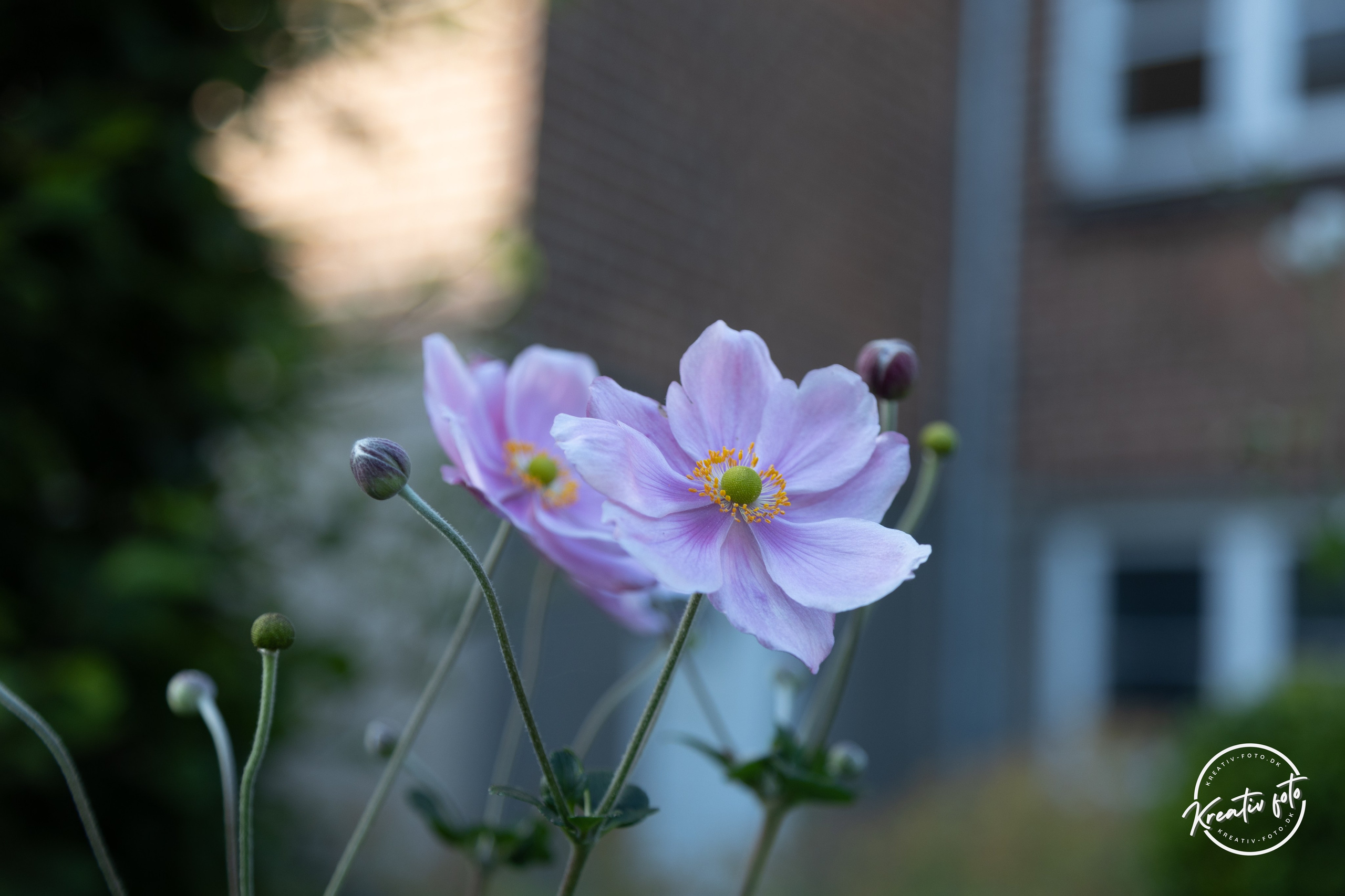 Sommer. Fotograf Aarhus | Portrætfoto Århus | Flotte billeder