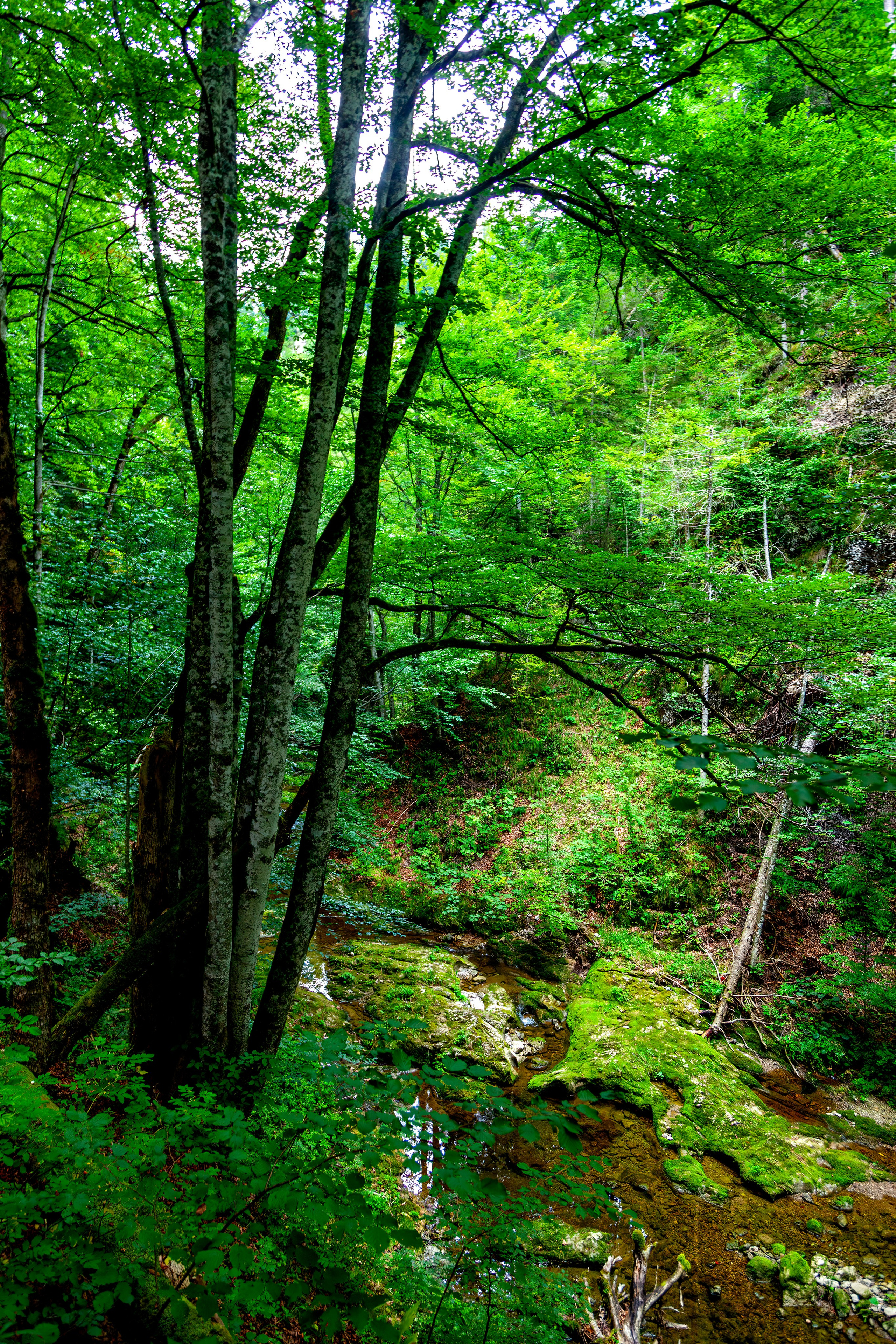 197.Ötscher Base Nature Park.Austria.21.8.2025. Путешествия в формате 360......
