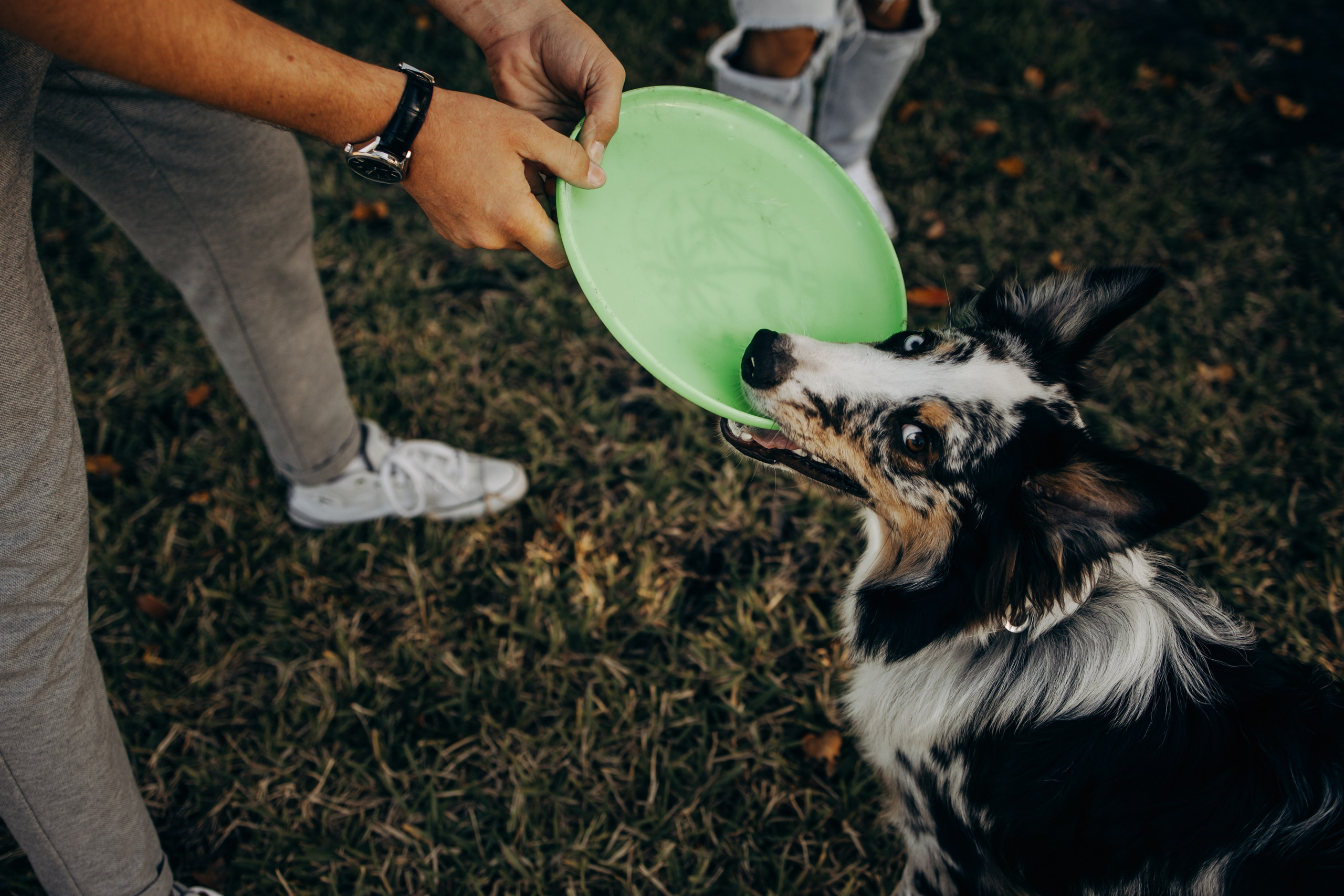 Gru, Marta & Vladimir. Pet Photographer Viktoriya Aleshenko