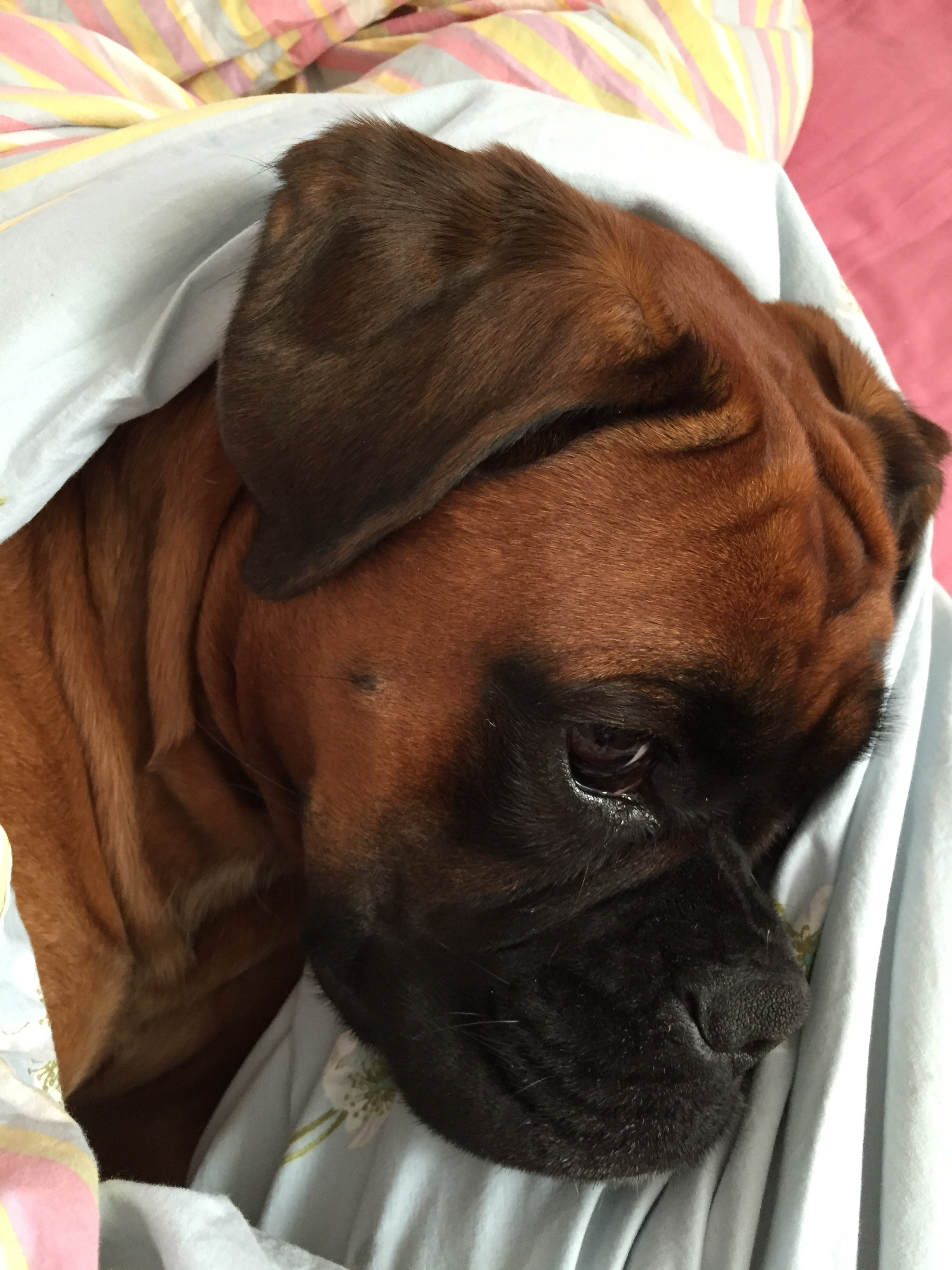 My ״Star״ Boxer Dog