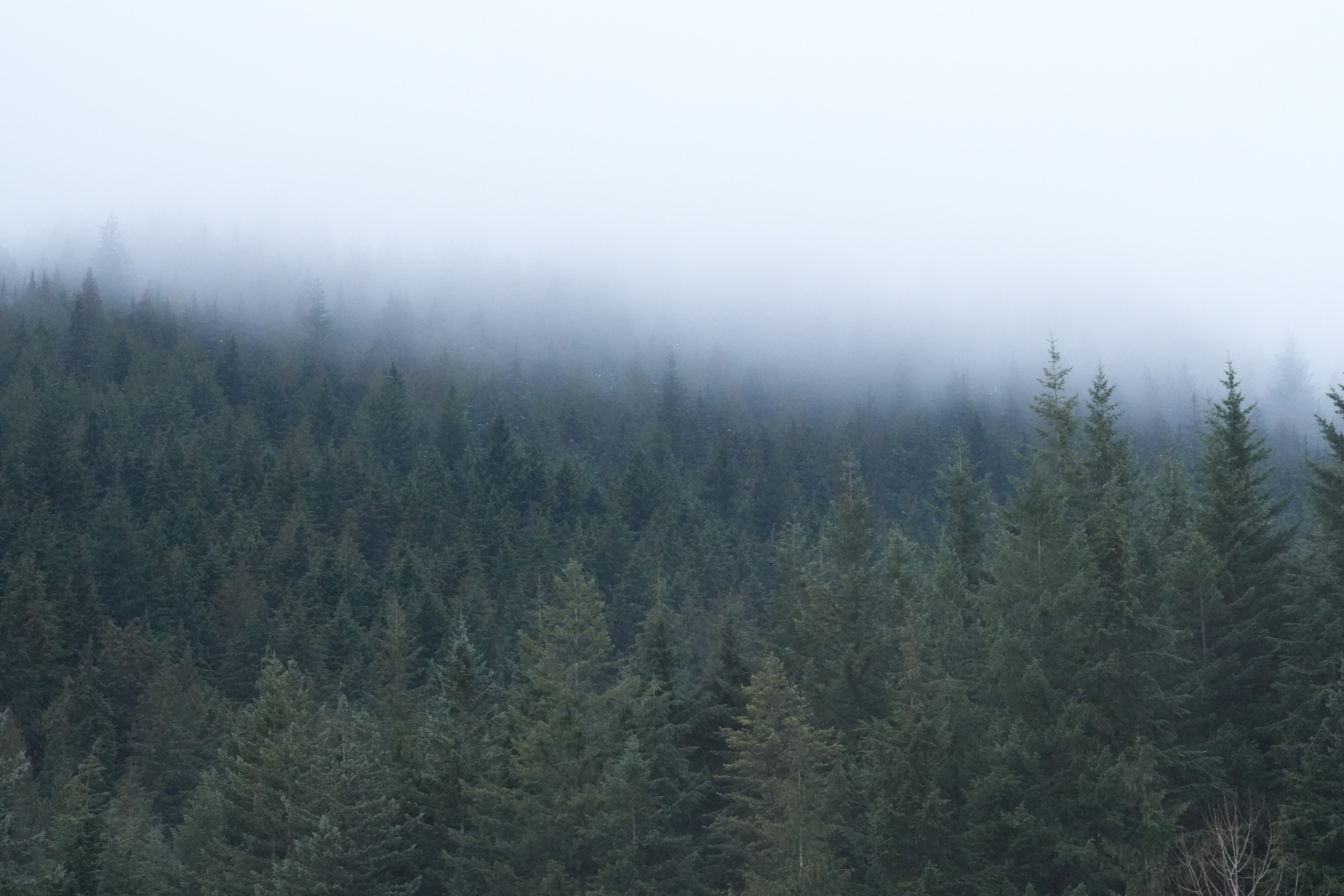 Shuttergry Photography