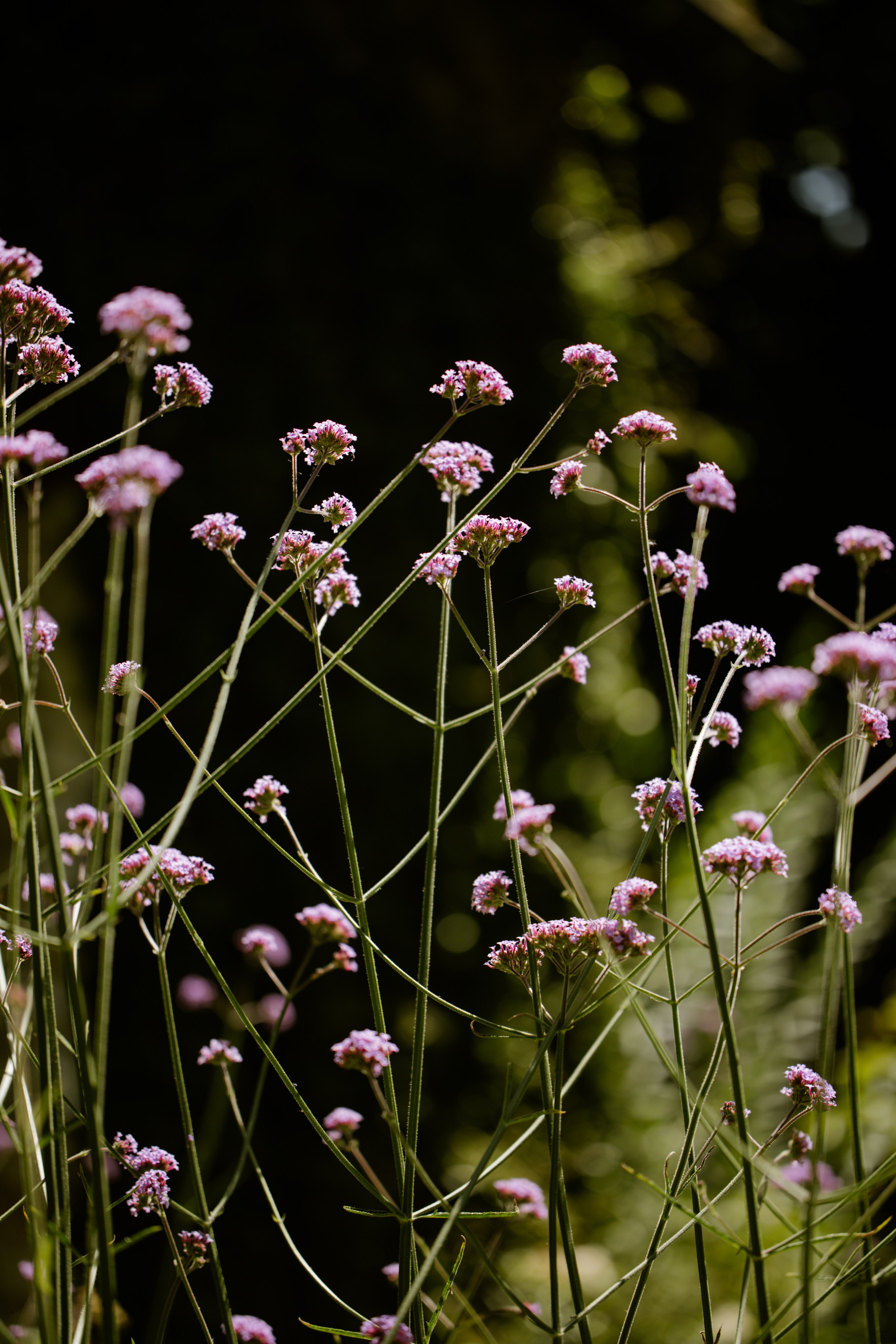 Anthony & Gabrielle. Photographer in Paris