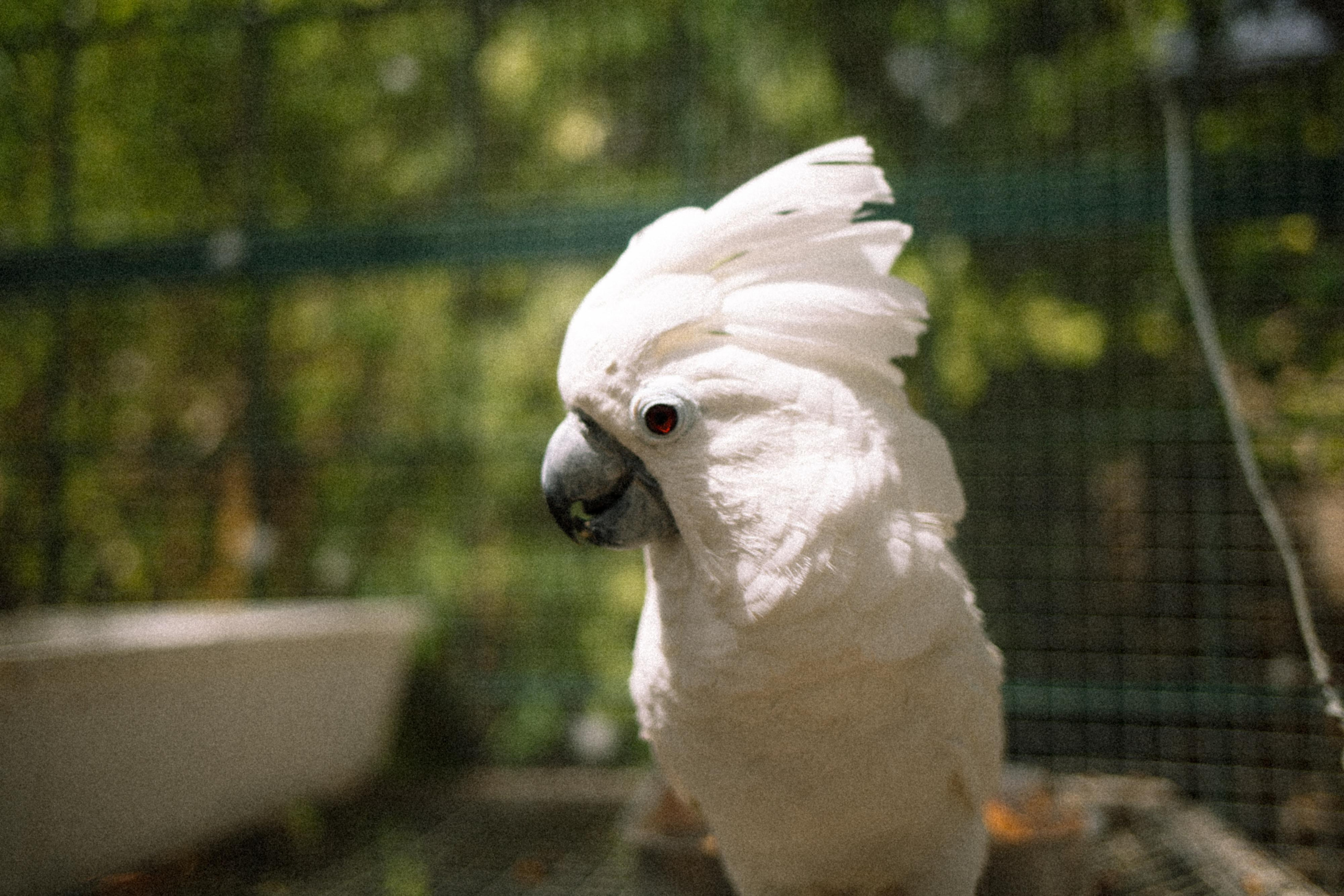 BIRDS. Marina Kálcheva – Photographer & Visual Artist in Barcelona
