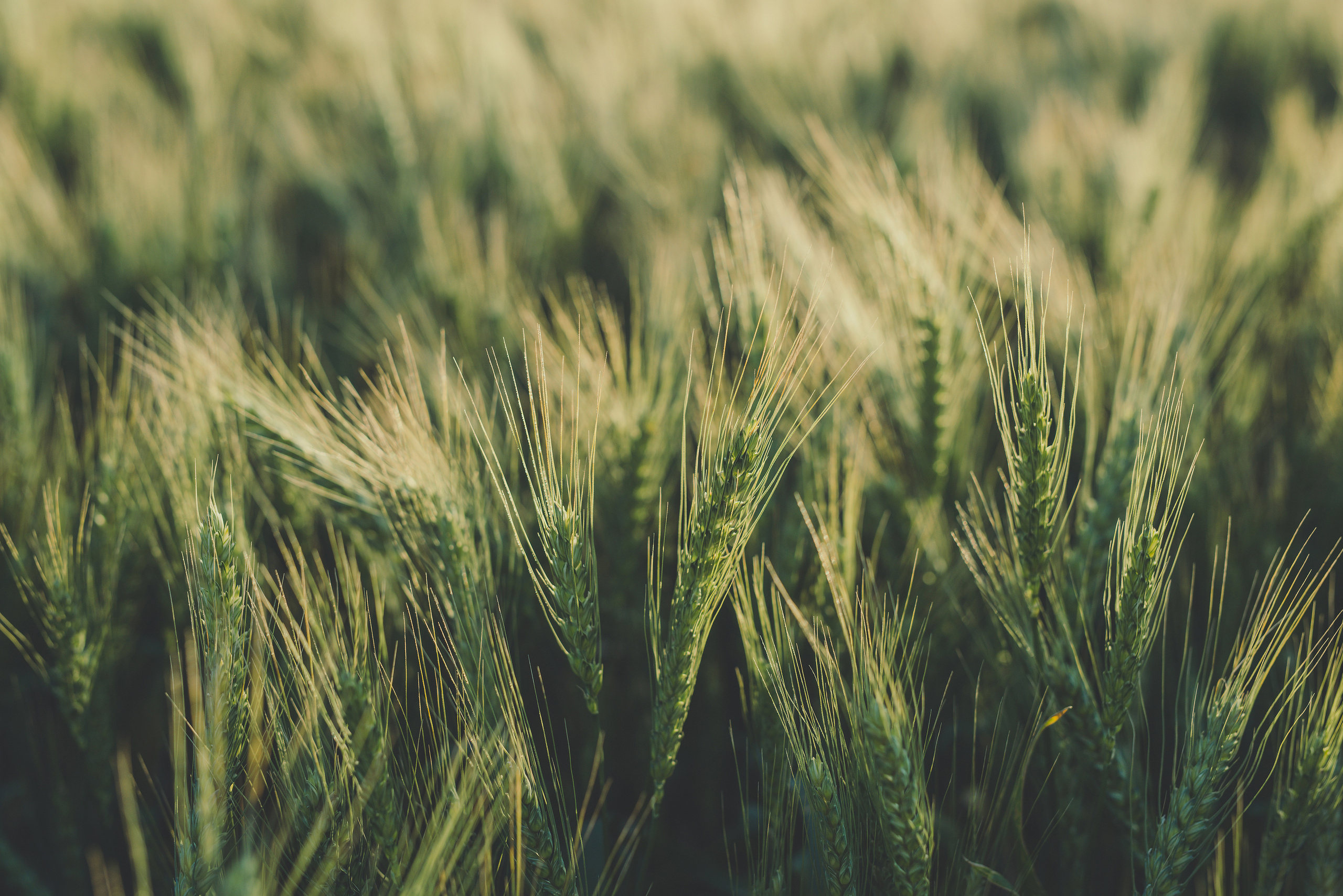 Fields. Fotogrāfs Rīgā. Gīmenes, individuālās un dažādu produktu fotosesijas