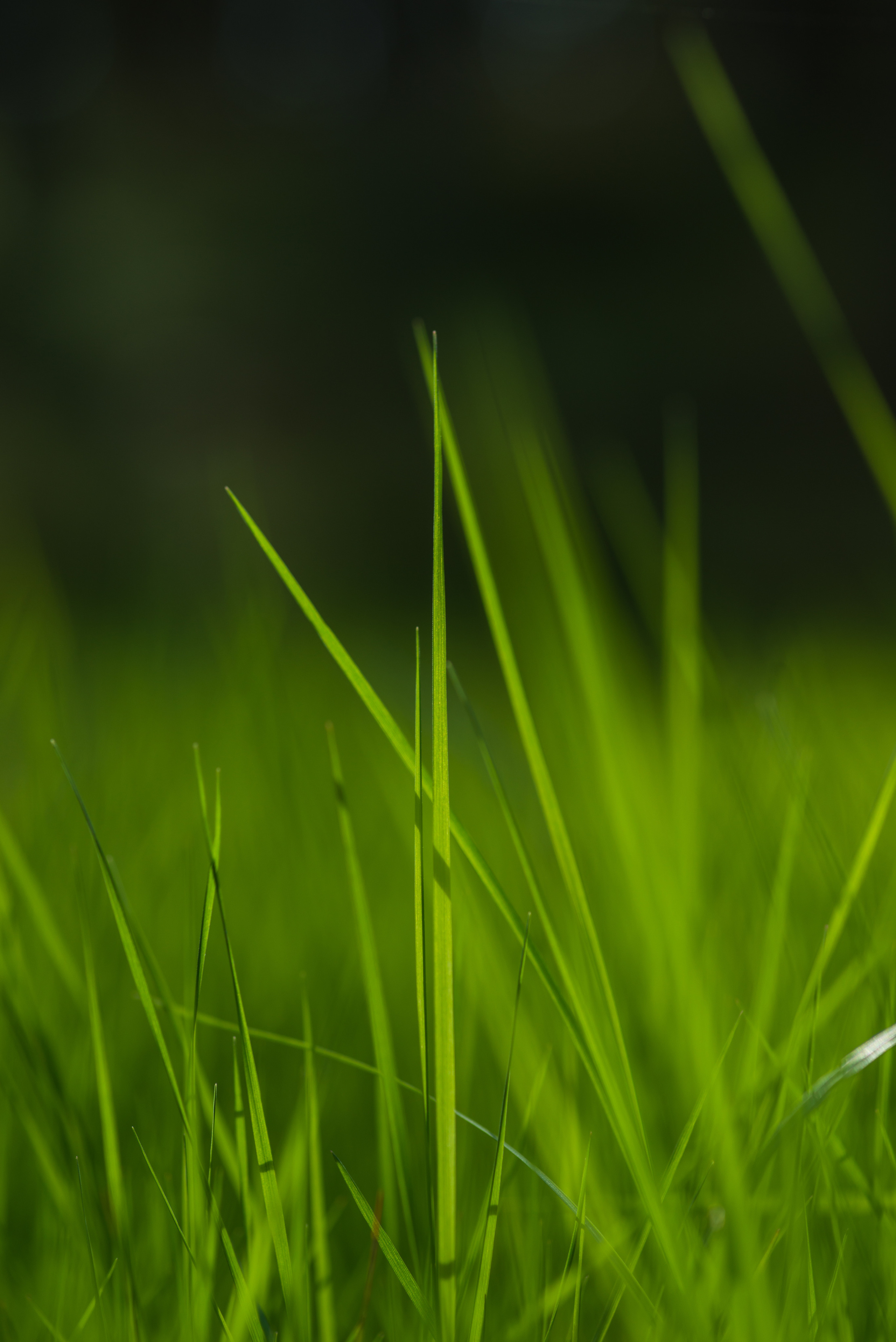 Fields. Fotogrāfs Rīgā. Gīmenes, individuālās un dažādu produktu fotosesijas