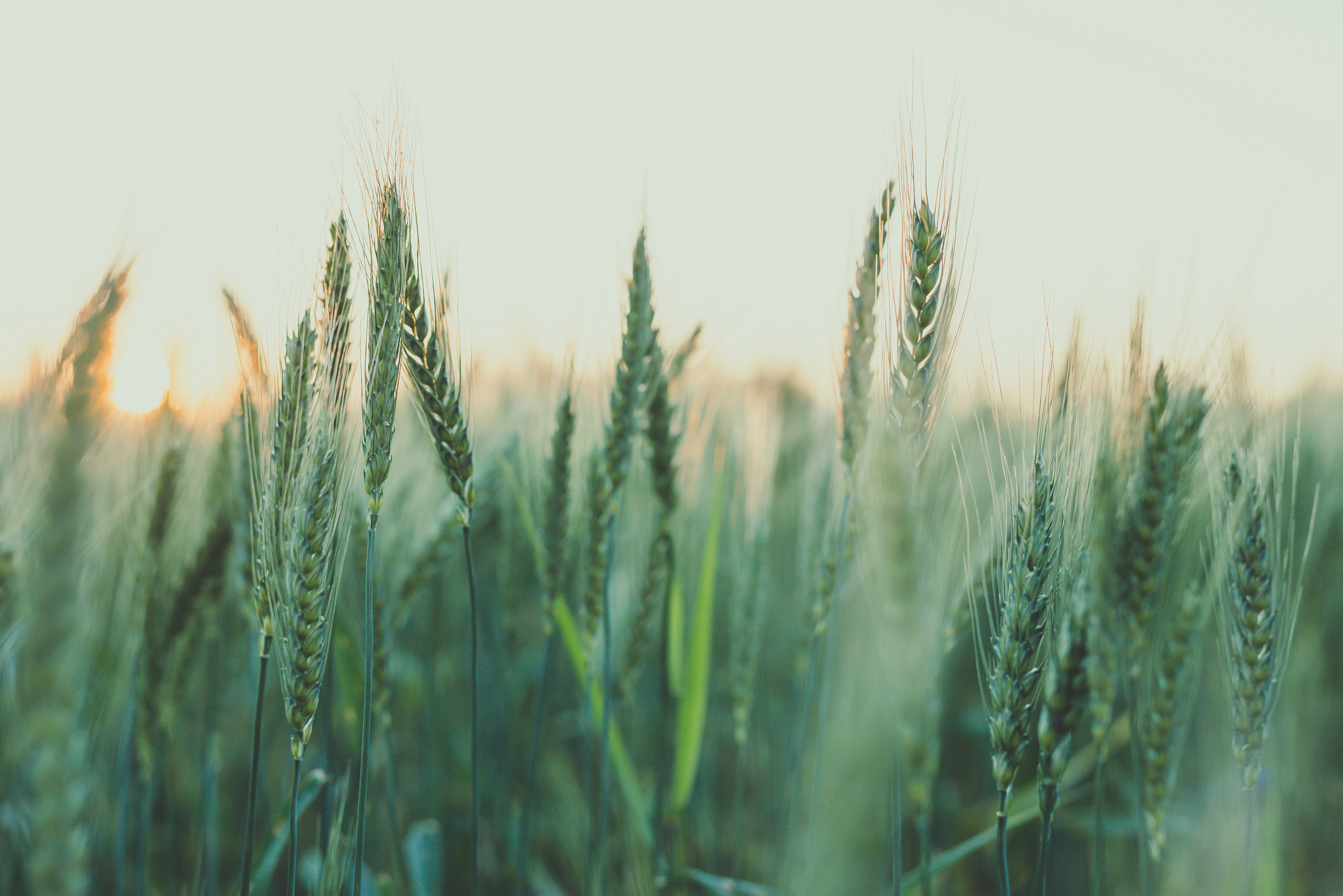 Fields. Fotogrāfs Rīgā. Gīmenes, individuālās un dažādu produktu fotosesijas