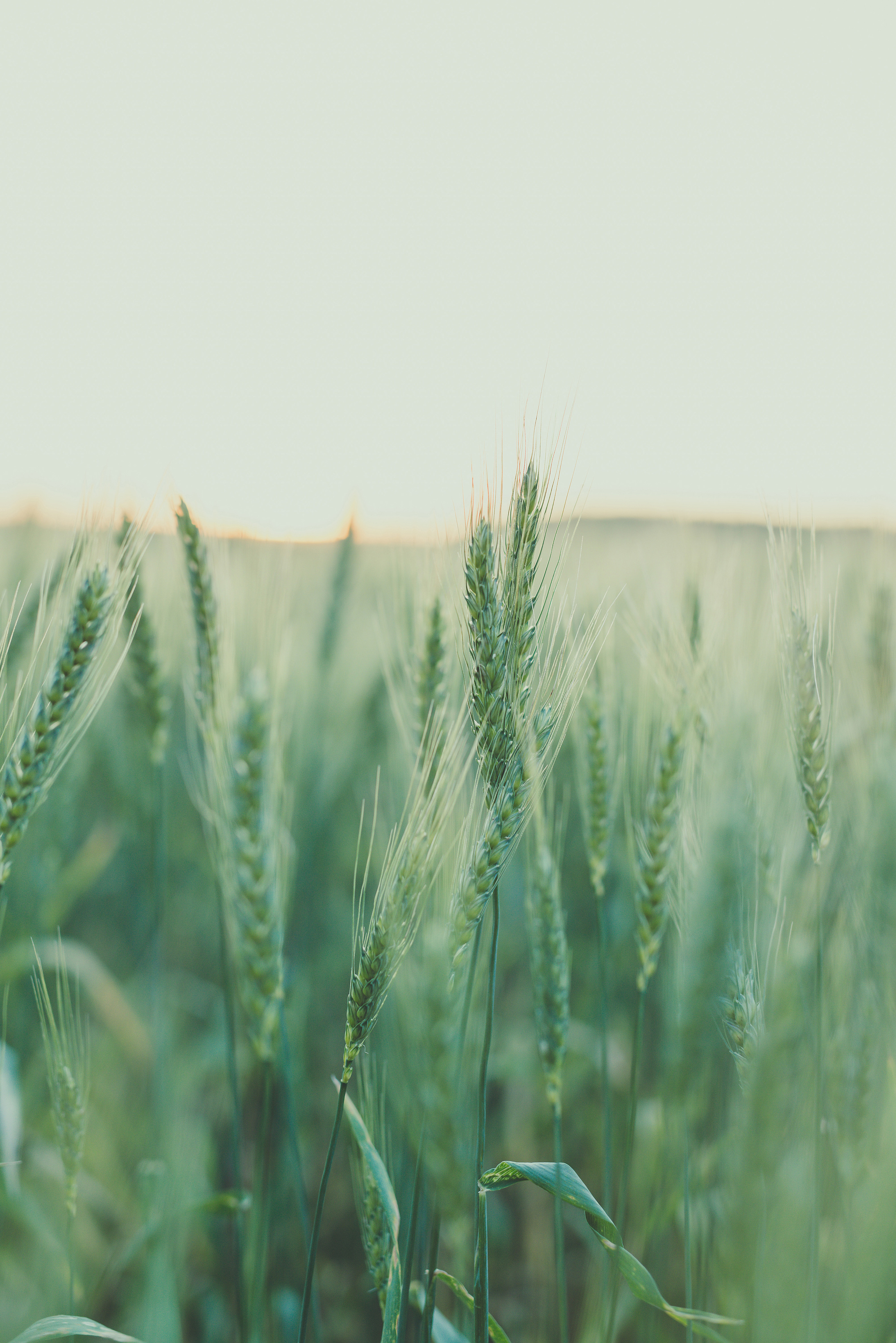 Fields. Fotogrāfs Rīgā. Gīmenes, individuālās un dažādu produktu fotosesijas