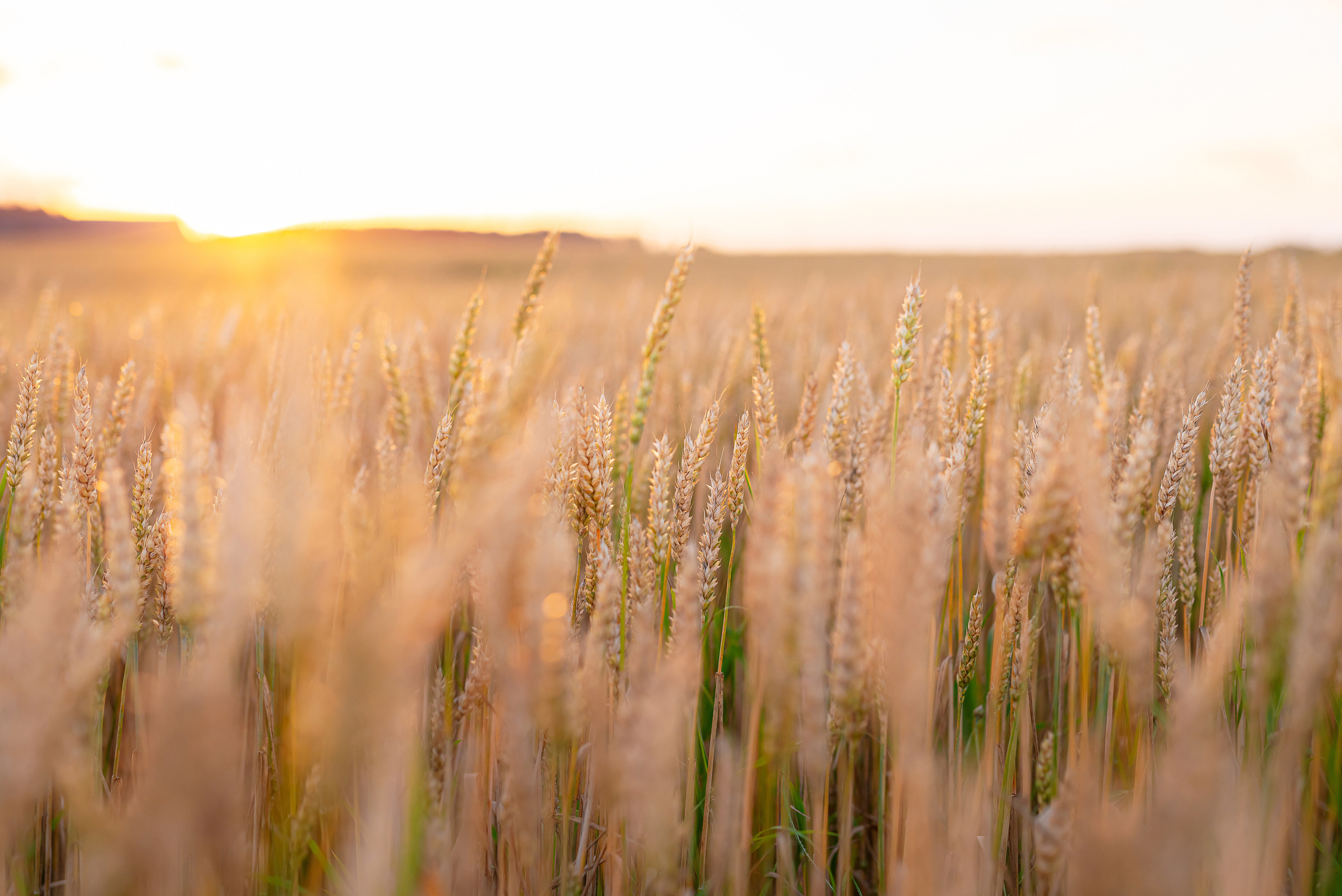 Fields. Fotogrāfs Rīgā. Gīmenes, individuālās un dažādu produktu fotosesijas