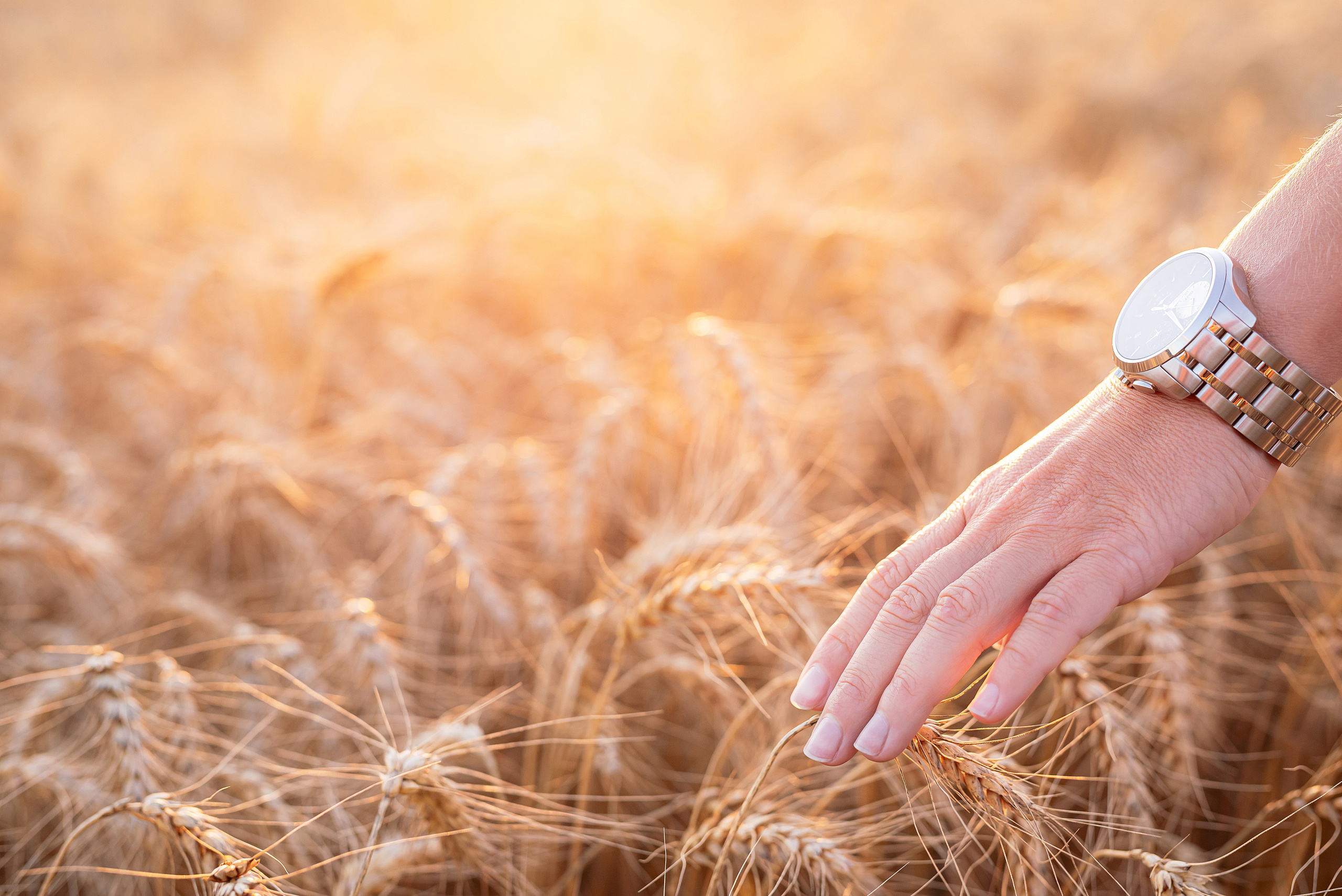 Fields. Fotogrāfs Rīgā. Gīmenes, individuālās un dažādu produktu fotosesijas