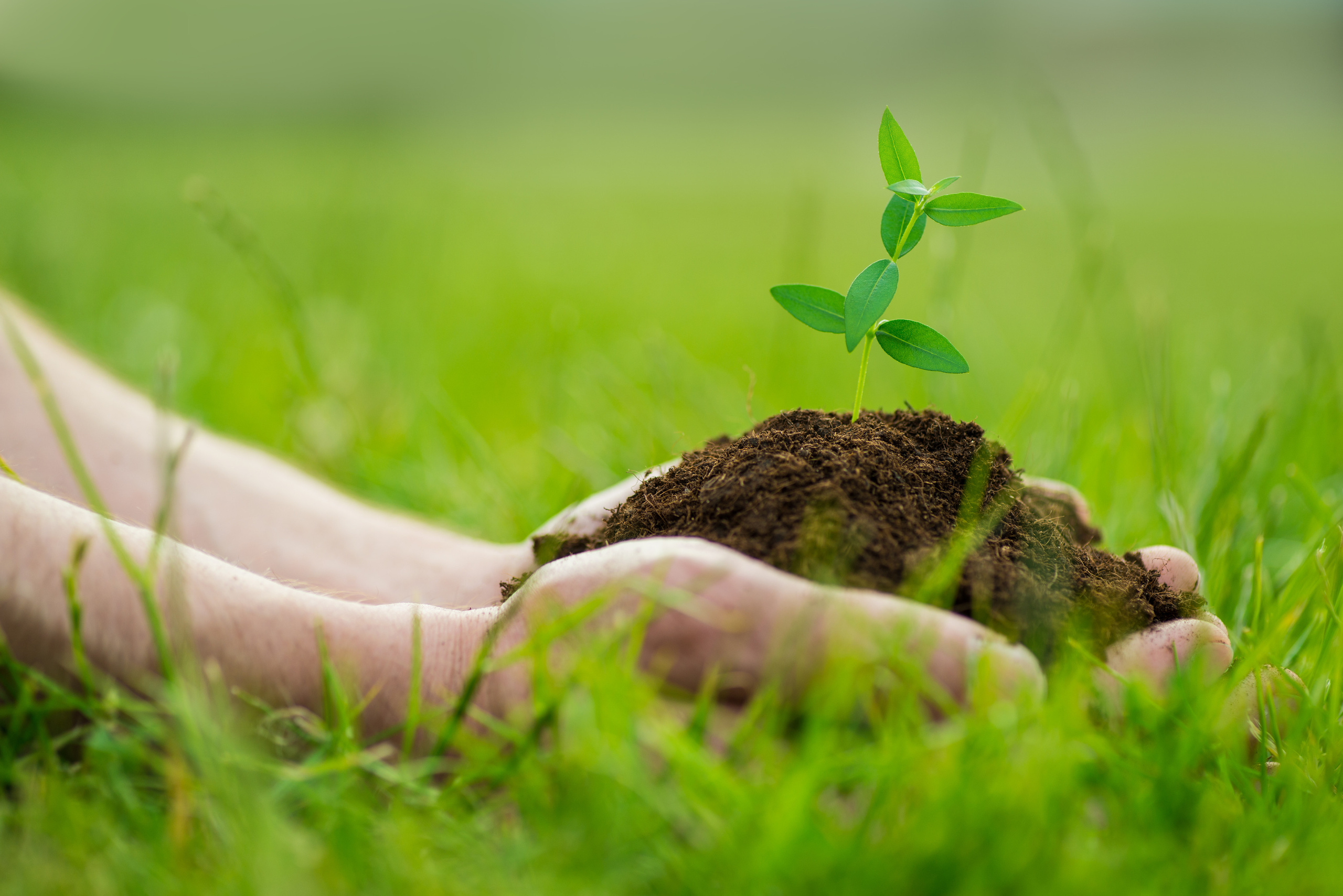 Fields. Fotogrāfs Rīgā. Gīmenes, individuālās un dažādu produktu fotosesijas