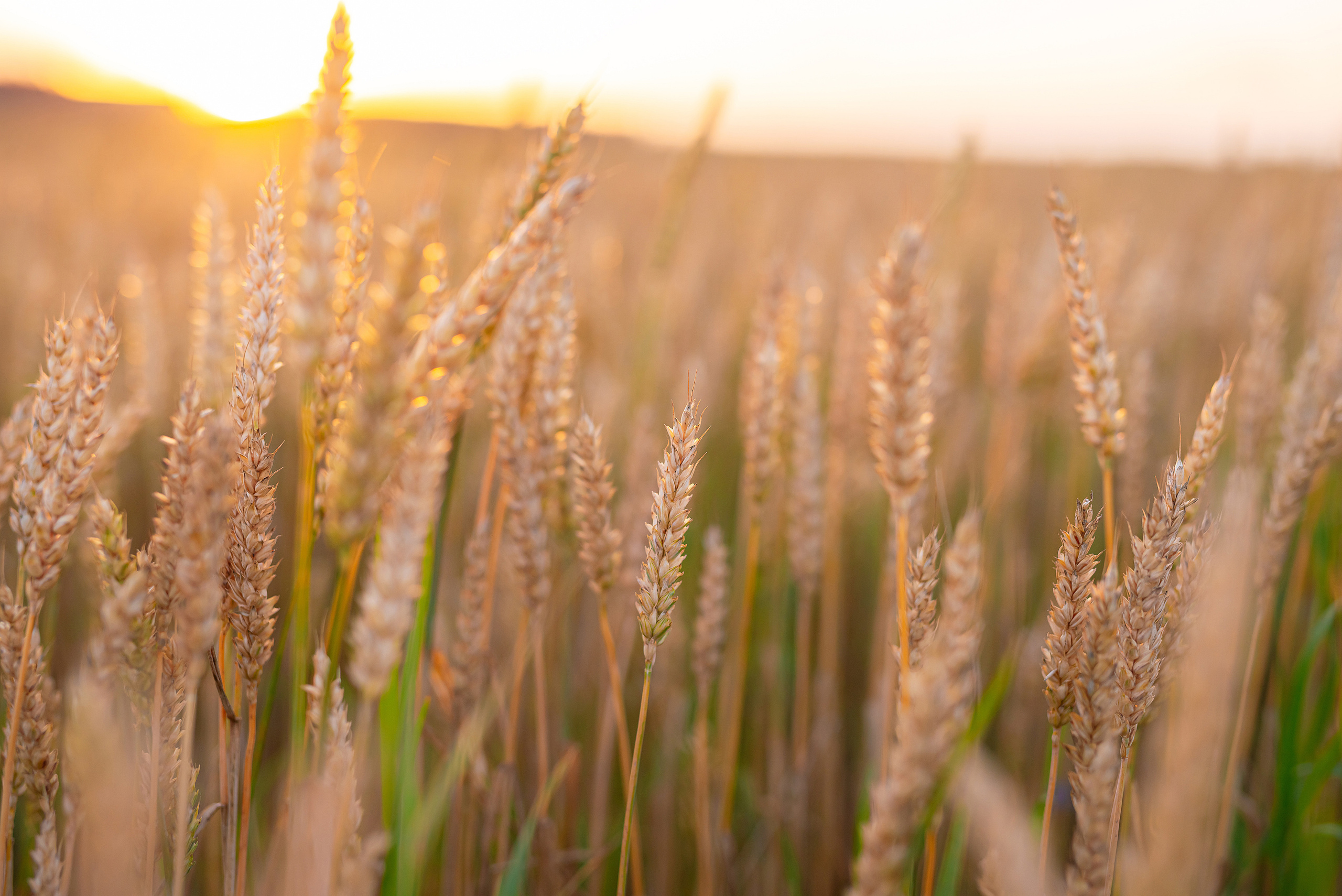Fields. Fotogrāfs Rīgā. Gīmenes, individuālās un dažādu produktu fotosesijas