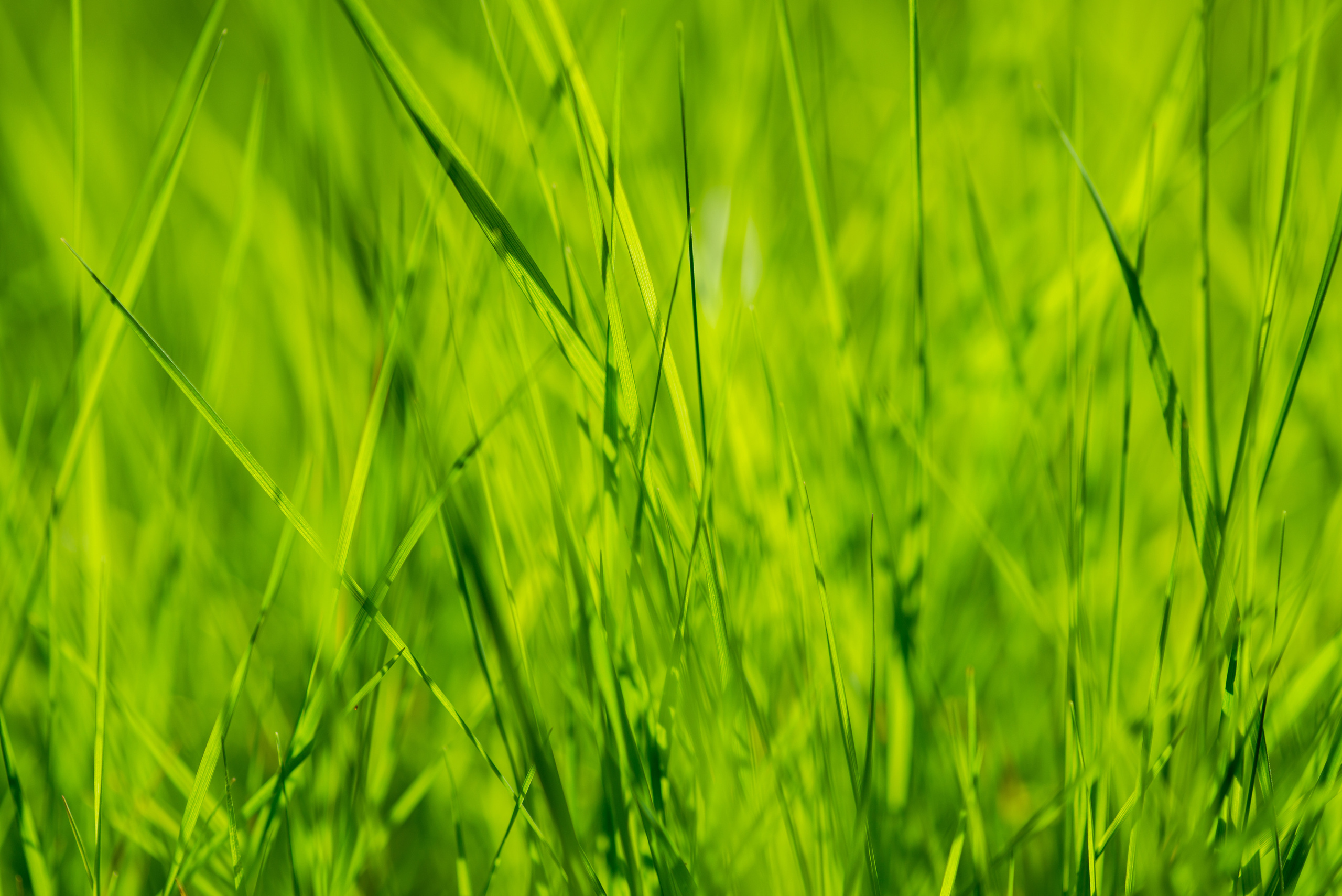 Fields. Fotogrāfs Rīgā. Gīmenes, individuālās un dažādu produktu fotosesijas