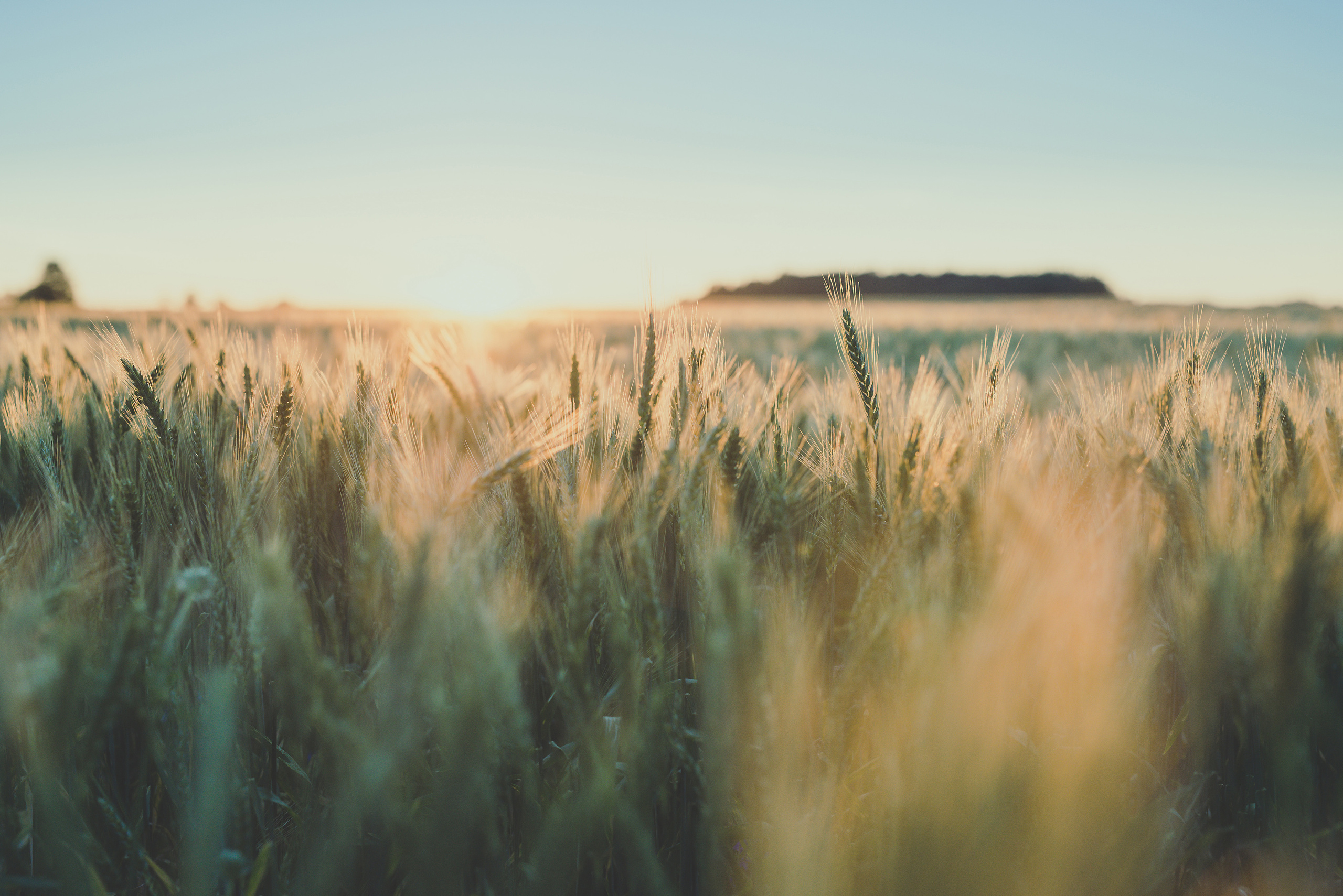 Fields. Fotogrāfs Rīgā. Gīmenes, individuālās un dažādu produktu fotosesijas