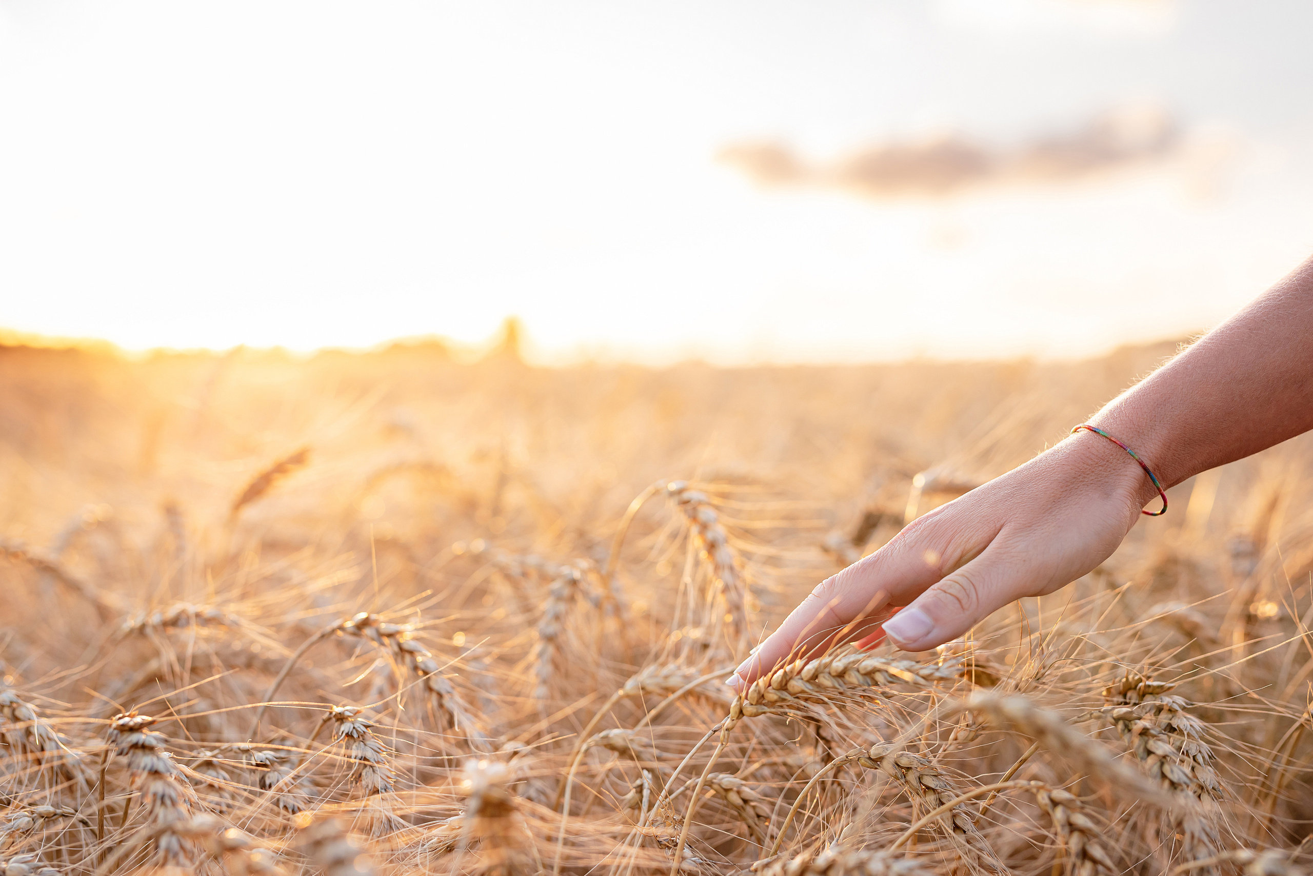 Fields. Fotogrāfs Rīgā. Gīmenes, individuālās un dažādu produktu fotosesijas
