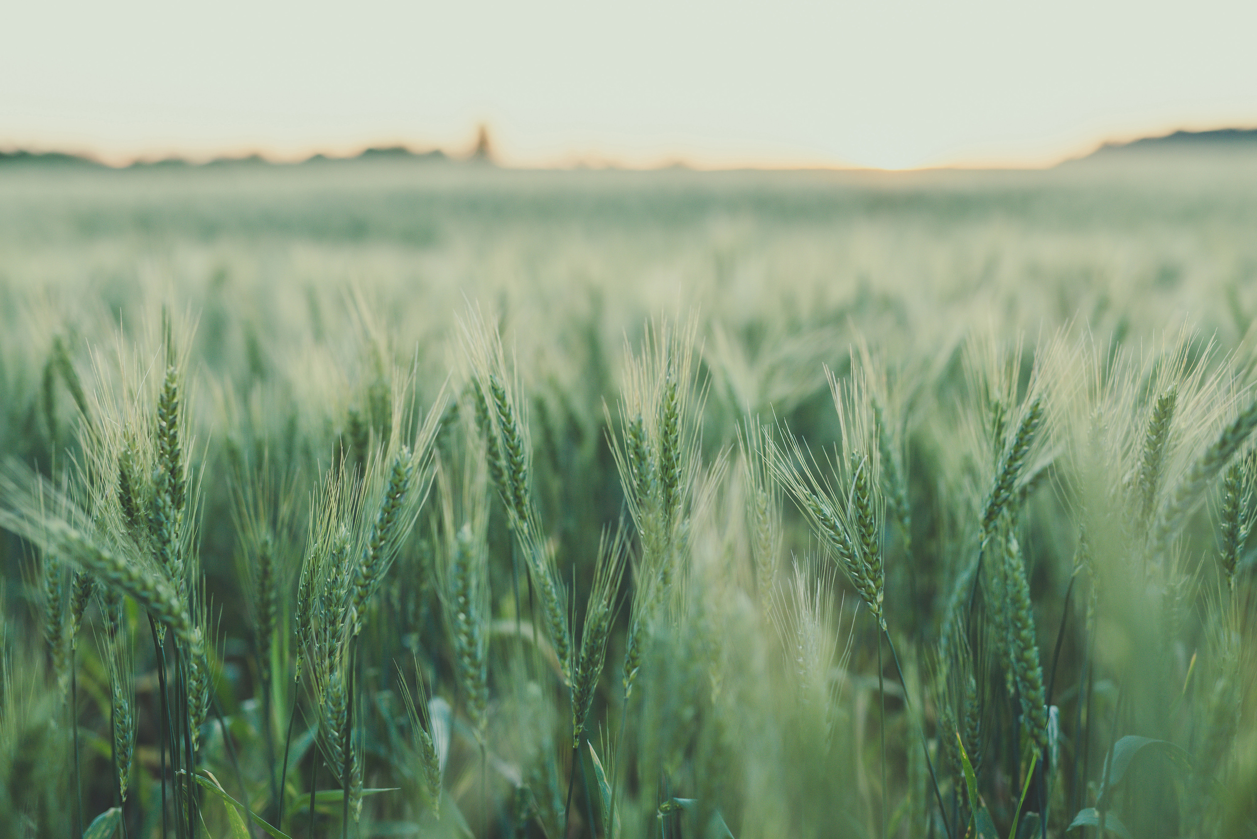 Fields. Fotogrāfs Rīgā. Gīmenes, individuālās un dažādu produktu fotosesijas