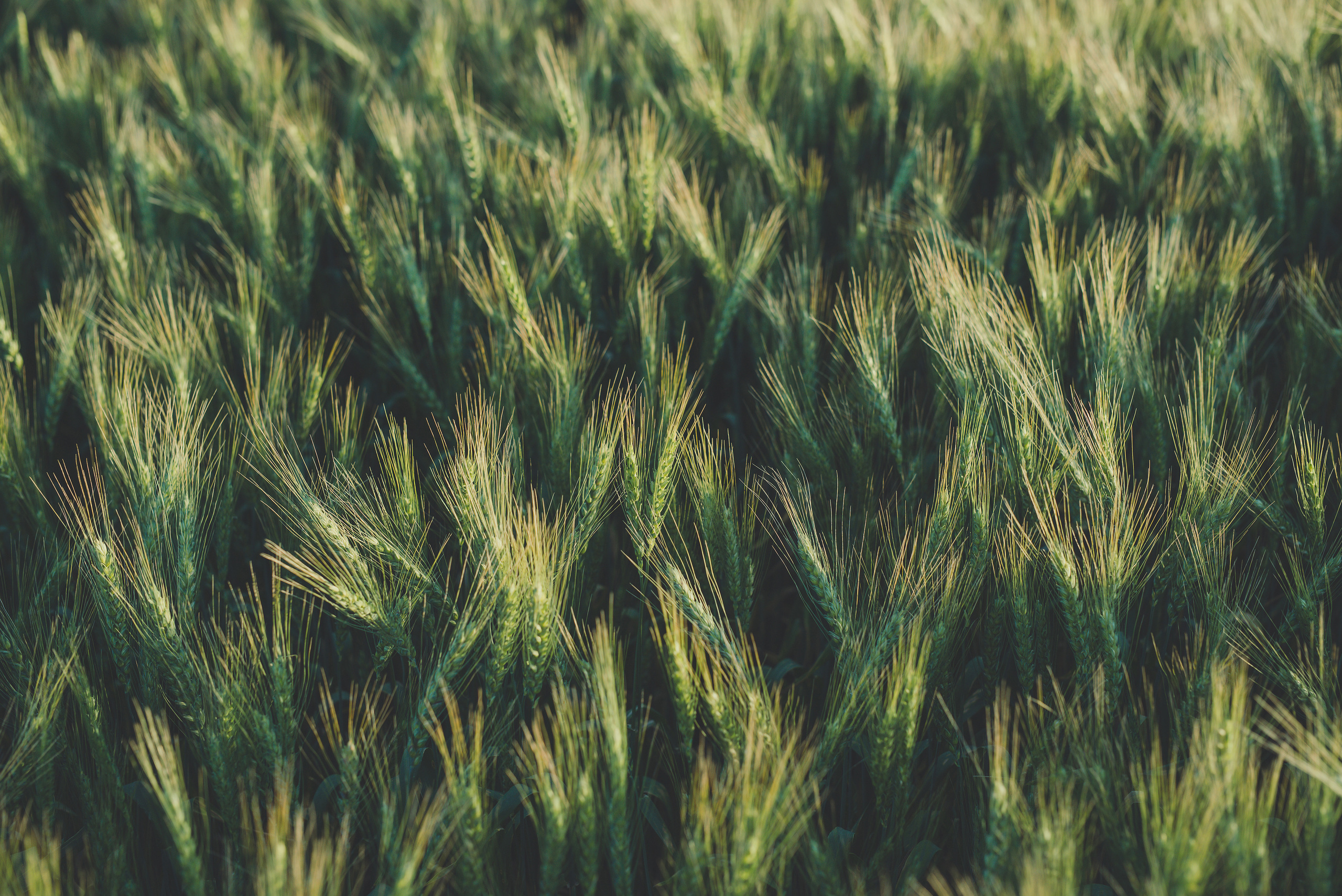 Fields. Fotogrāfs Rīgā. Gīmenes, individuālās un dažādu produktu fotosesijas