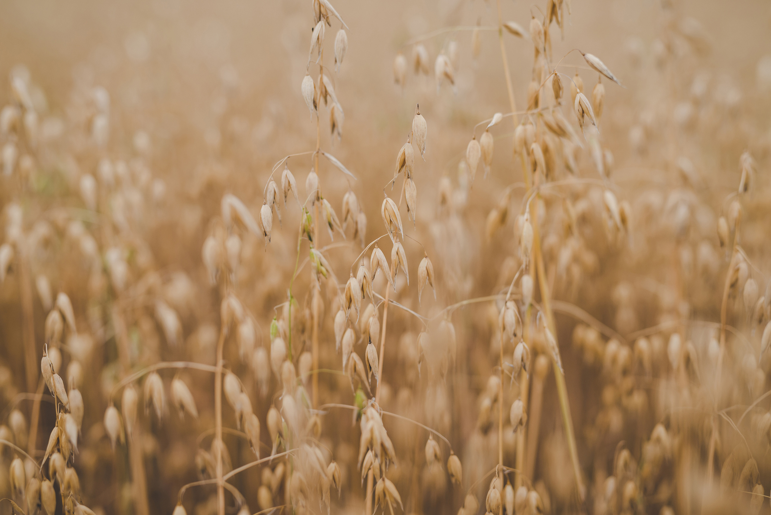 Fields. Fotogrāfs Rīgā. Gīmenes, individuālās un dažādu produktu fotosesijas