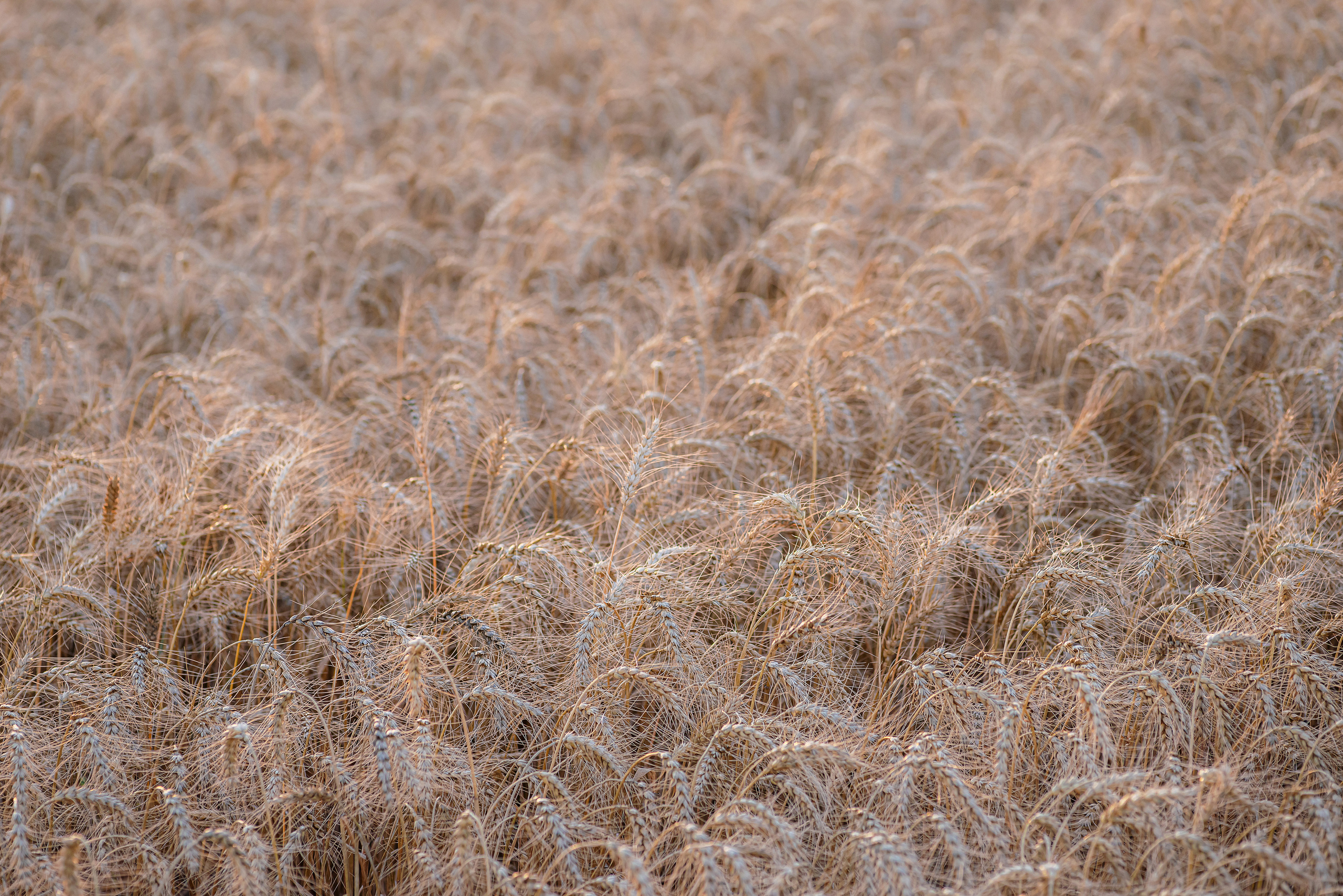 Fields. Fotogrāfs Rīgā. Gīmenes, individuālās un dažādu produktu fotosesijas
