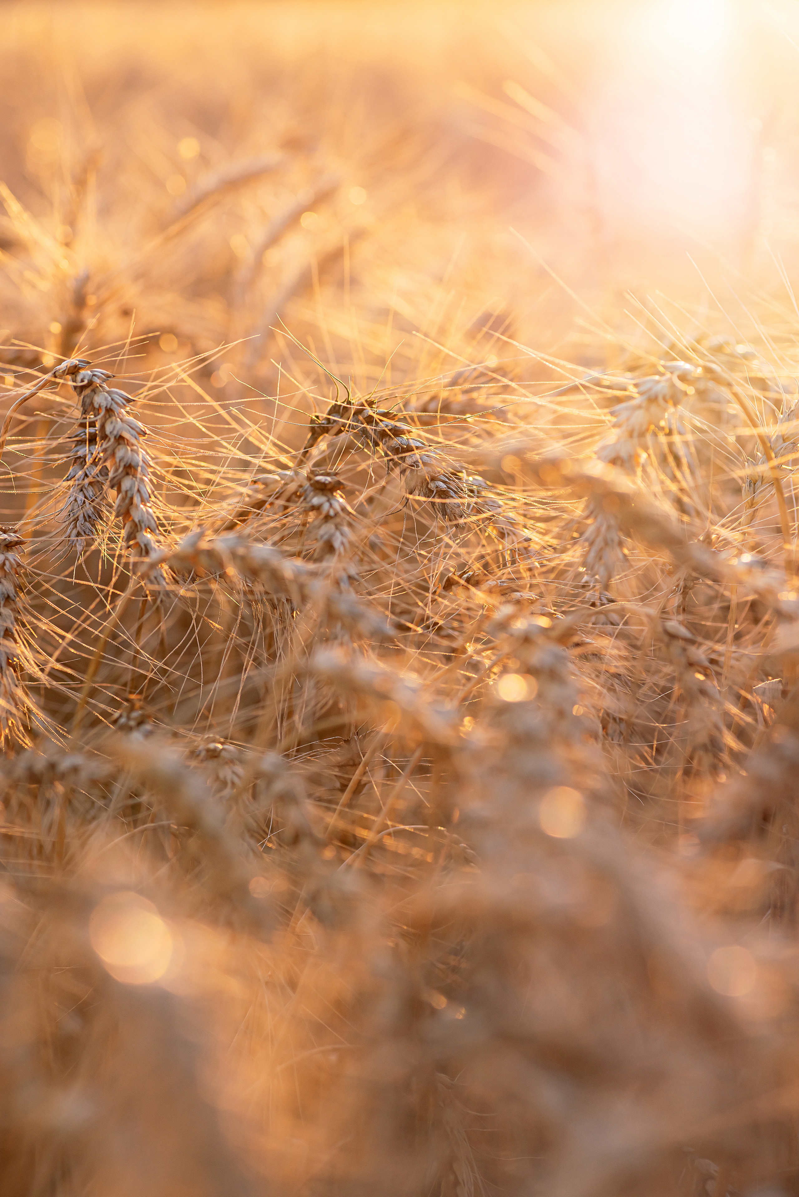 Fields. Fotogrāfs Rīgā. Gīmenes, individuālās un dažādu produktu fotosesijas