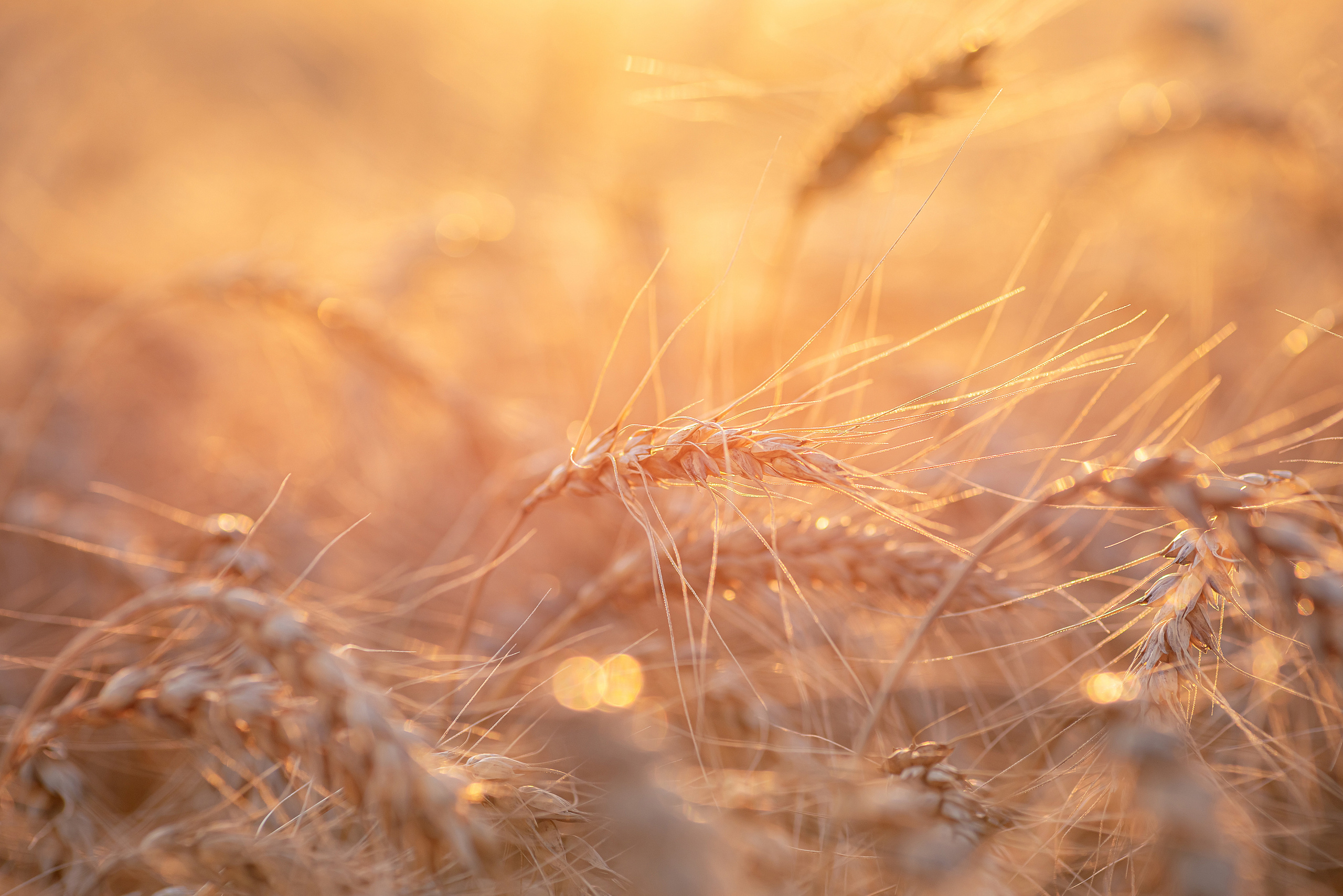 Fields. Fotogrāfs Rīgā. Gīmenes, individuālās un dažādu produktu fotosesijas