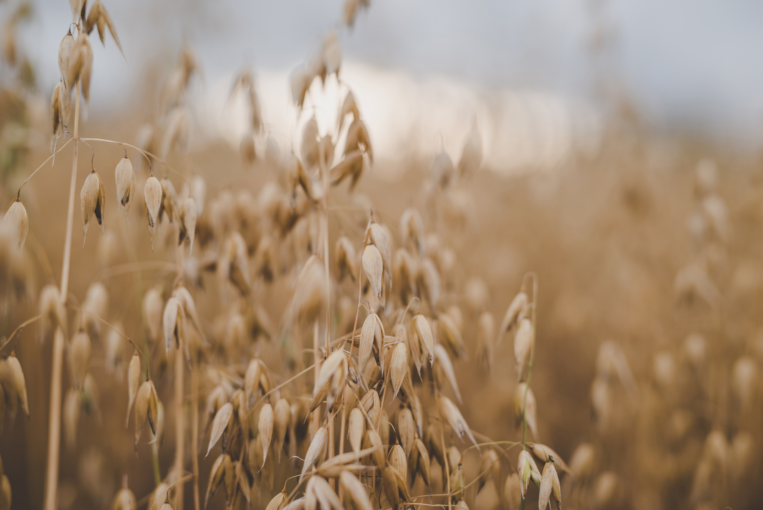 Fields. Fotogrāfs Rīgā. Gīmenes, individuālās un dažādu produktu fotosesijas