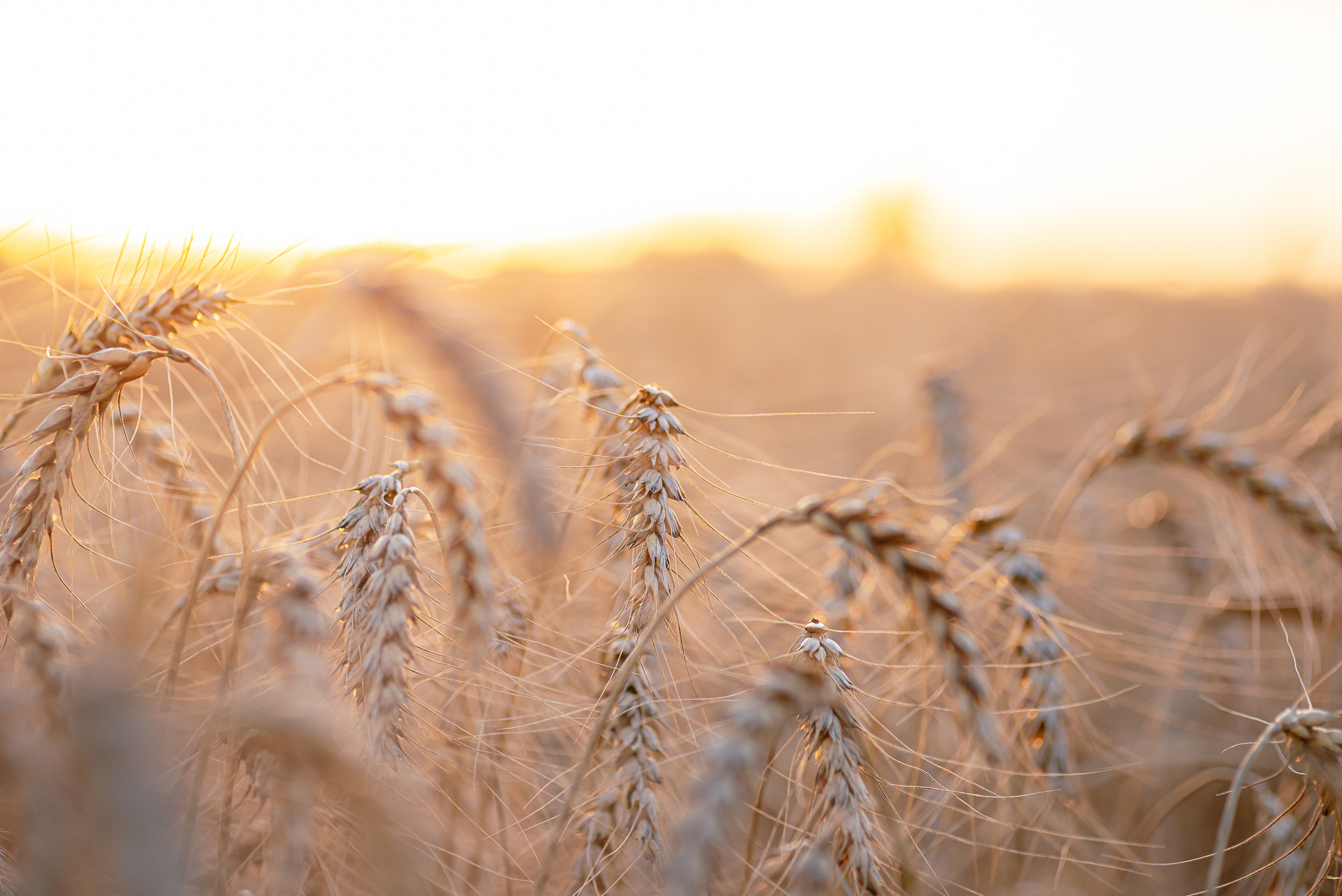 Fields. Fotogrāfs Rīgā. Gīmenes, individuālās un dažādu produktu fotosesijas