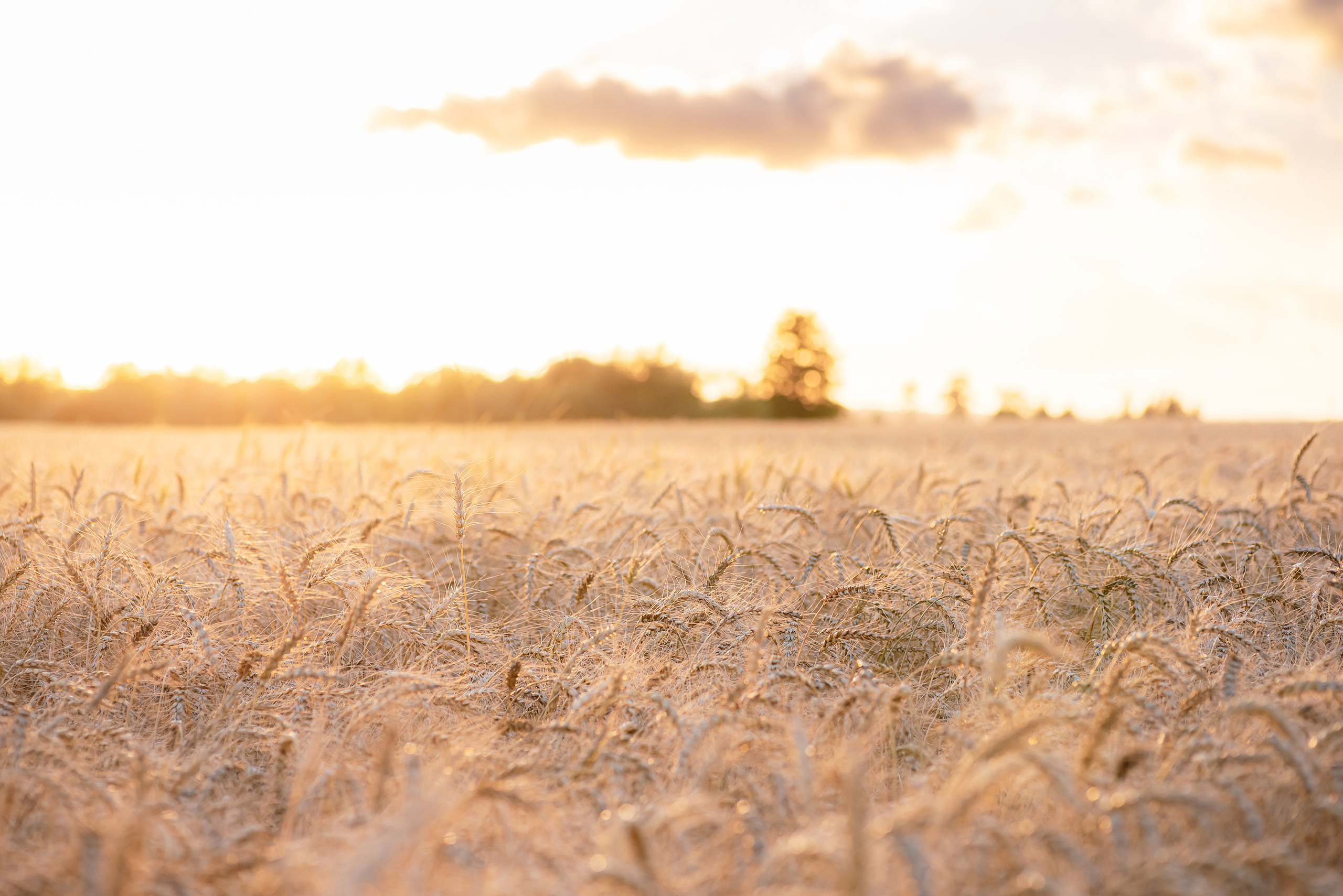 Fields. Fotogrāfs Rīgā. Gīmenes, individuālās un dažādu produktu fotosesijas