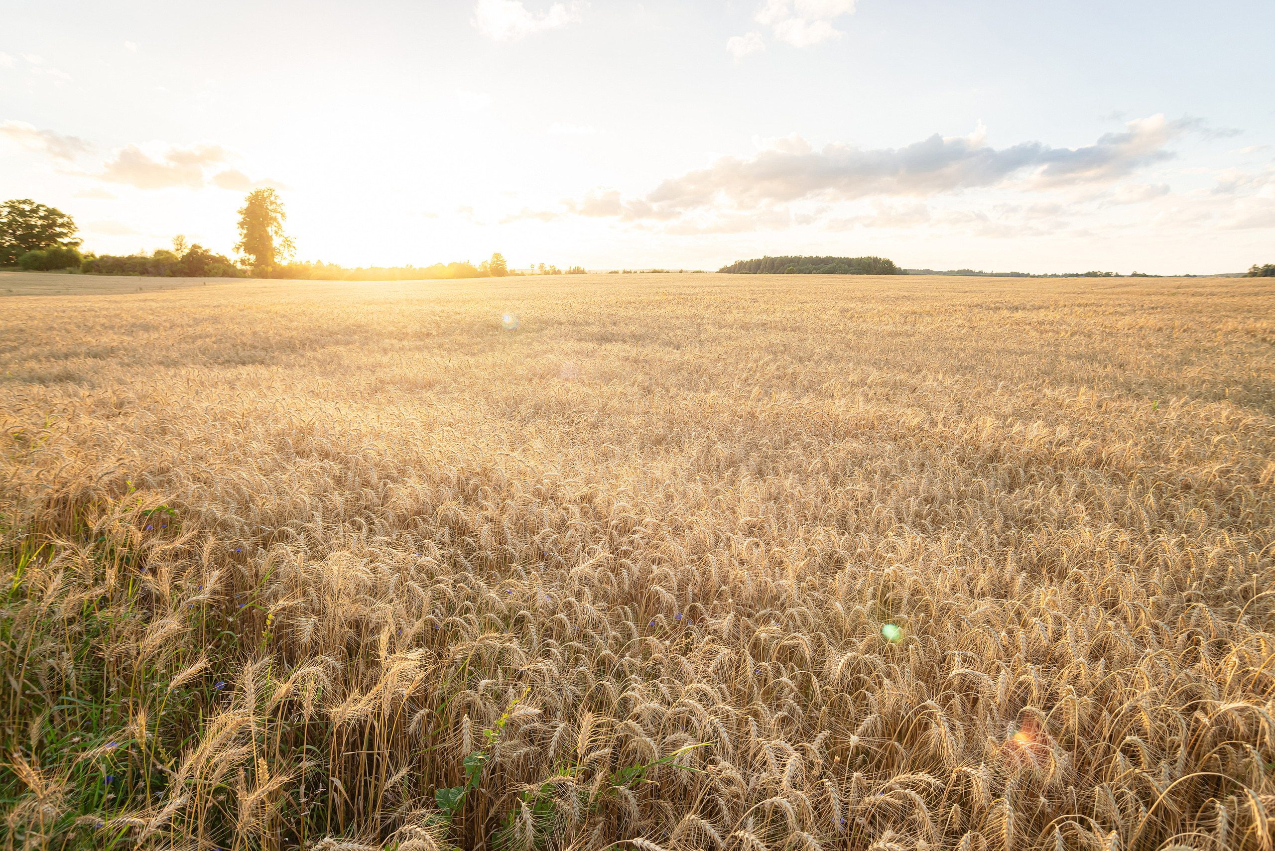 Fields. Fotogrāfs Rīgā. Gīmenes, individuālās un dažādu produktu fotosesijas