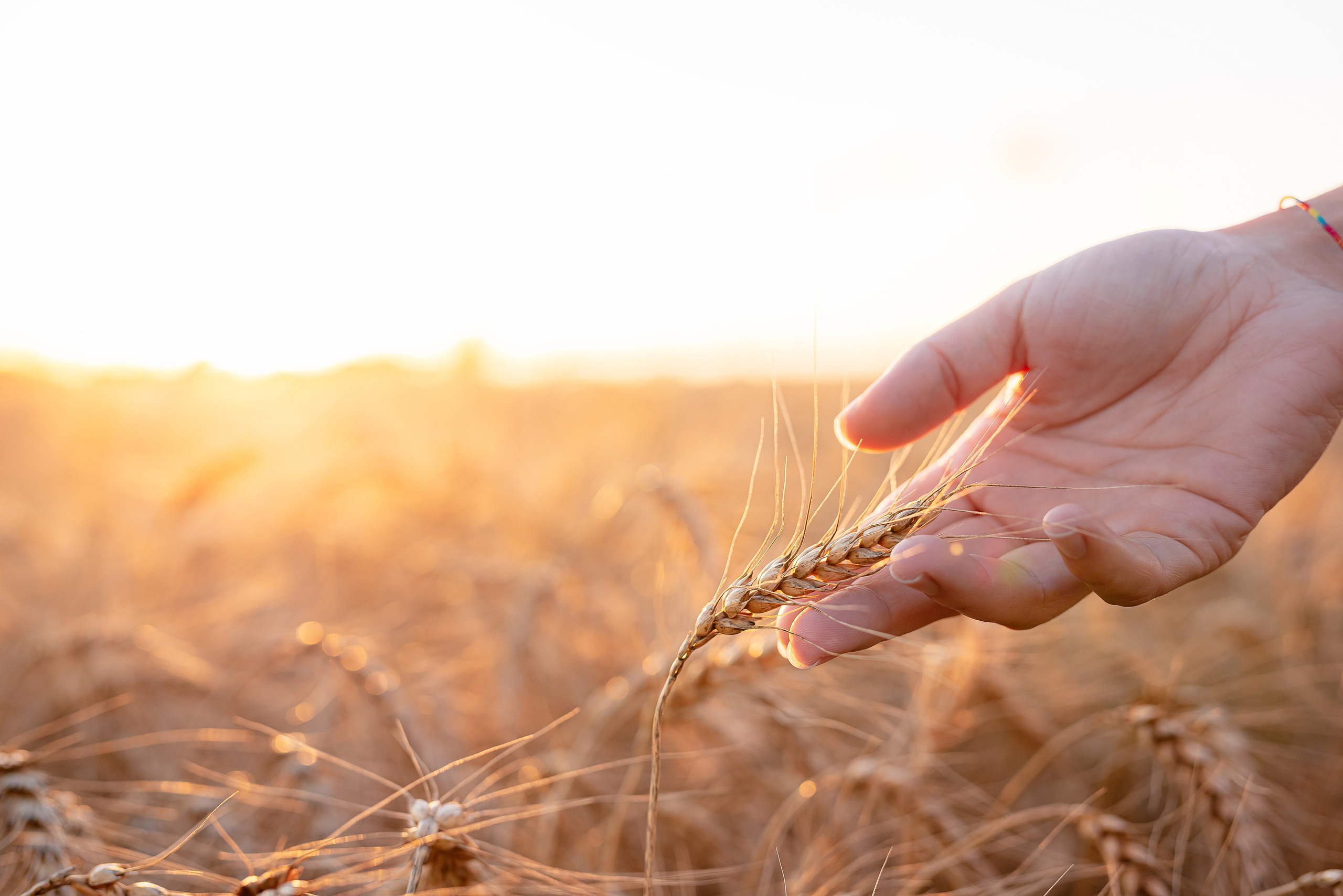 Fields. Fotogrāfs Rīgā. Gīmenes, individuālās un dažādu produktu fotosesijas