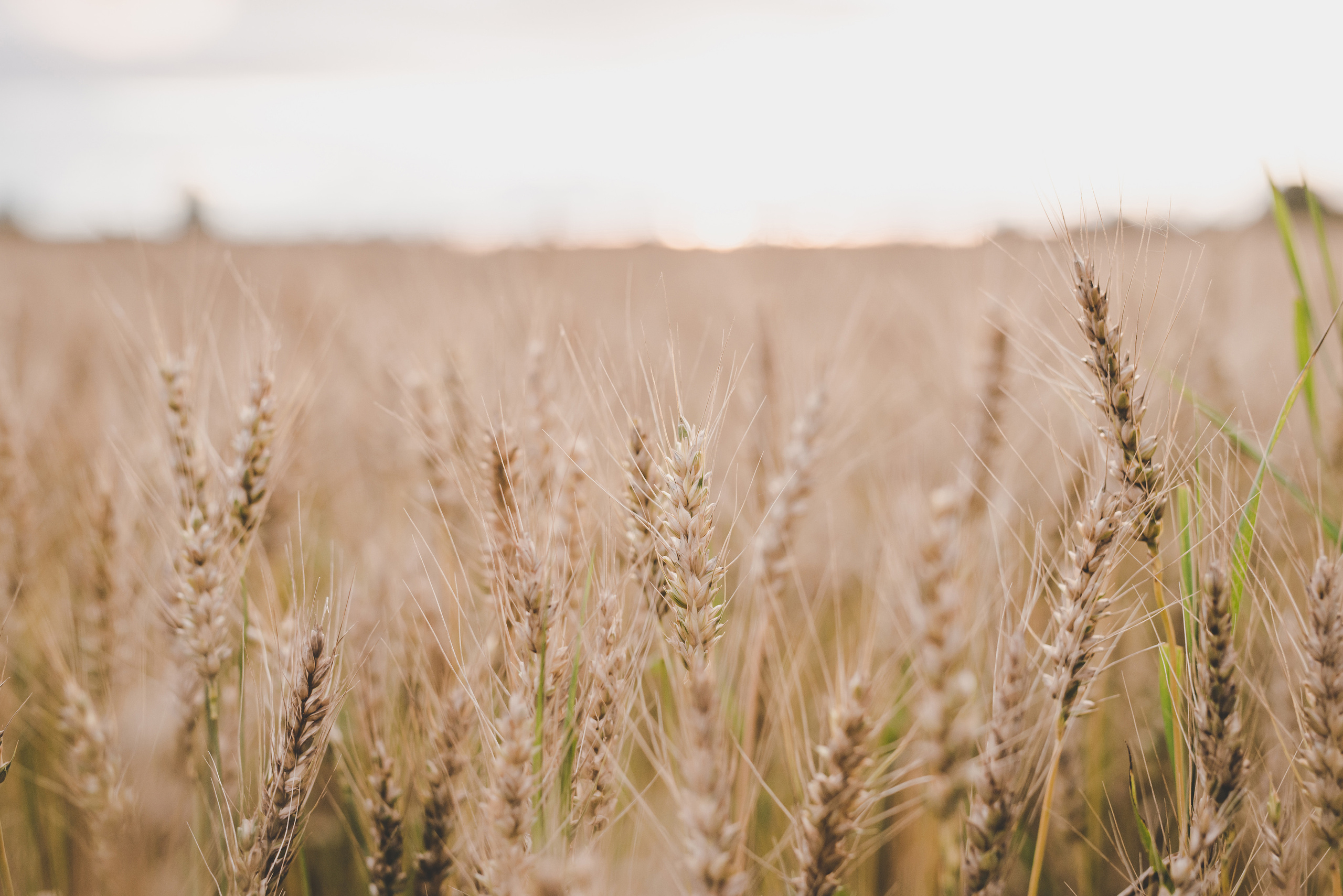 Fields. Fotogrāfs Rīgā. Gīmenes, individuālās un dažādu produktu fotosesijas