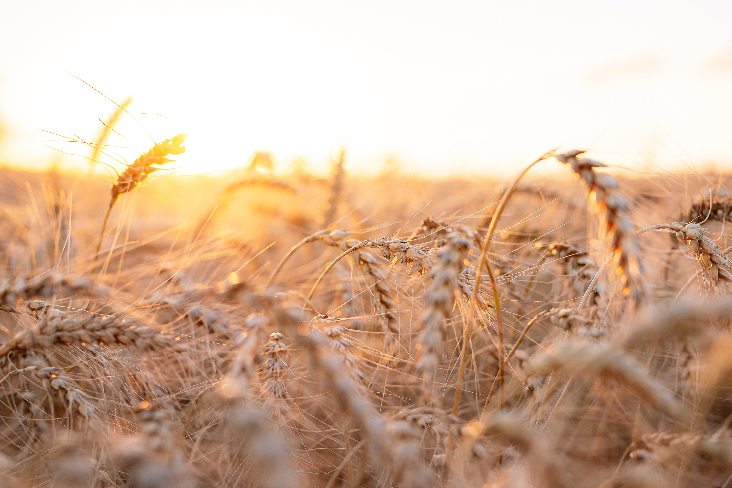 Fields. Fotogrāfs Rīgā. Gīmenes, individuālās un dažādu produktu fotosesijas
