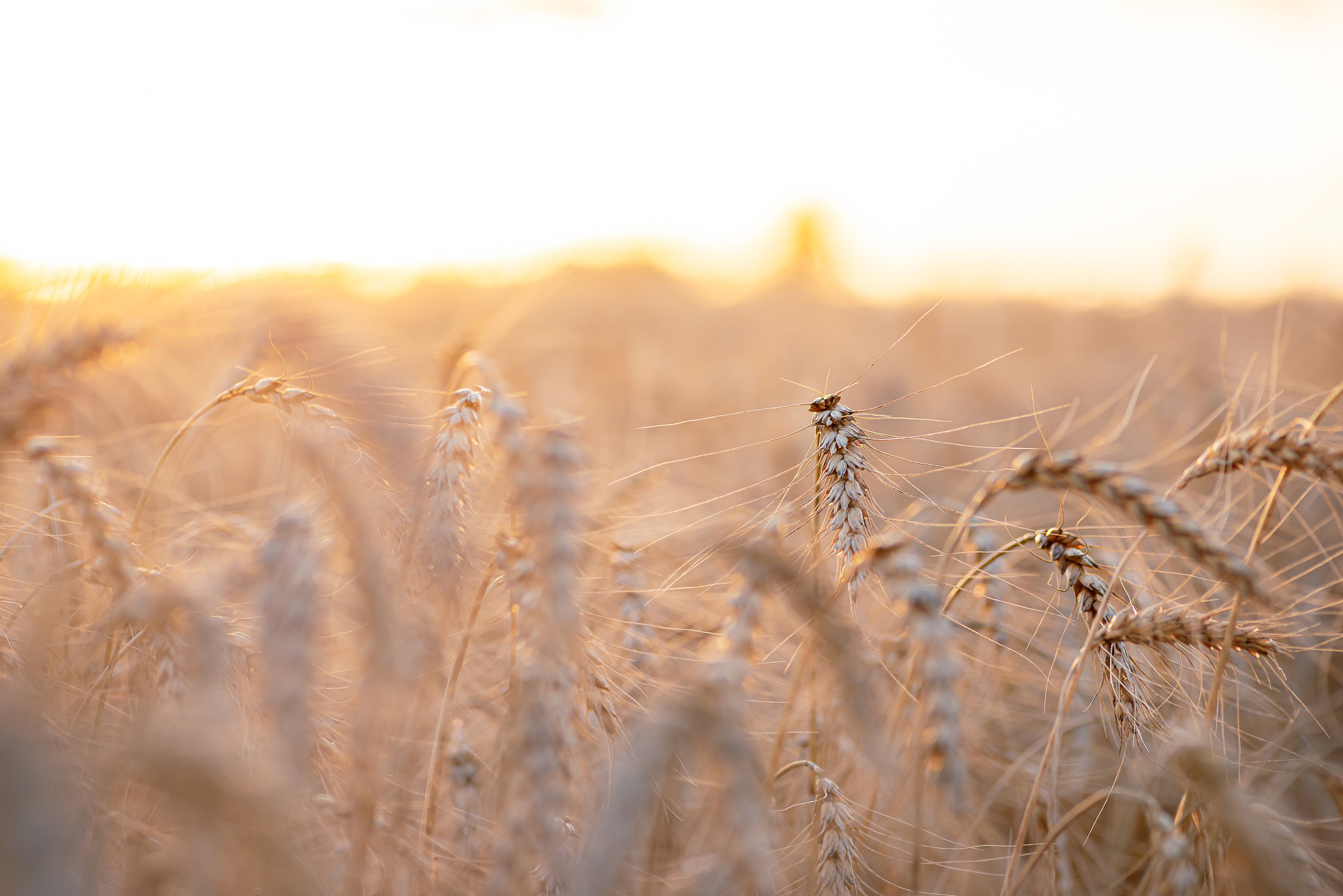 Fields. Fotogrāfs Rīgā. Gīmenes, individuālās un dažādu produktu fotosesijas