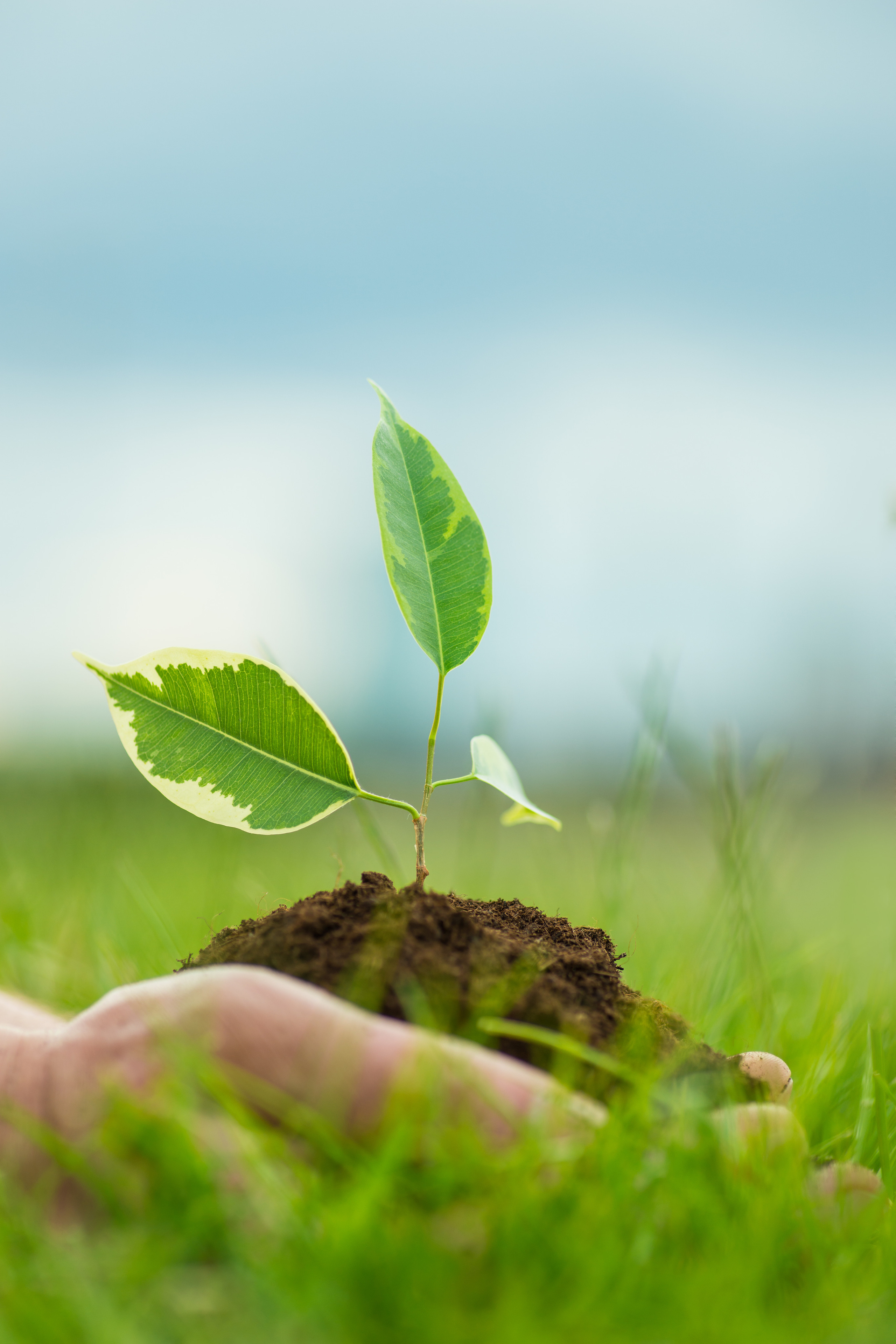 Fields. Fotogrāfs Rīgā. Gīmenes, individuālās un dažādu produktu fotosesijas