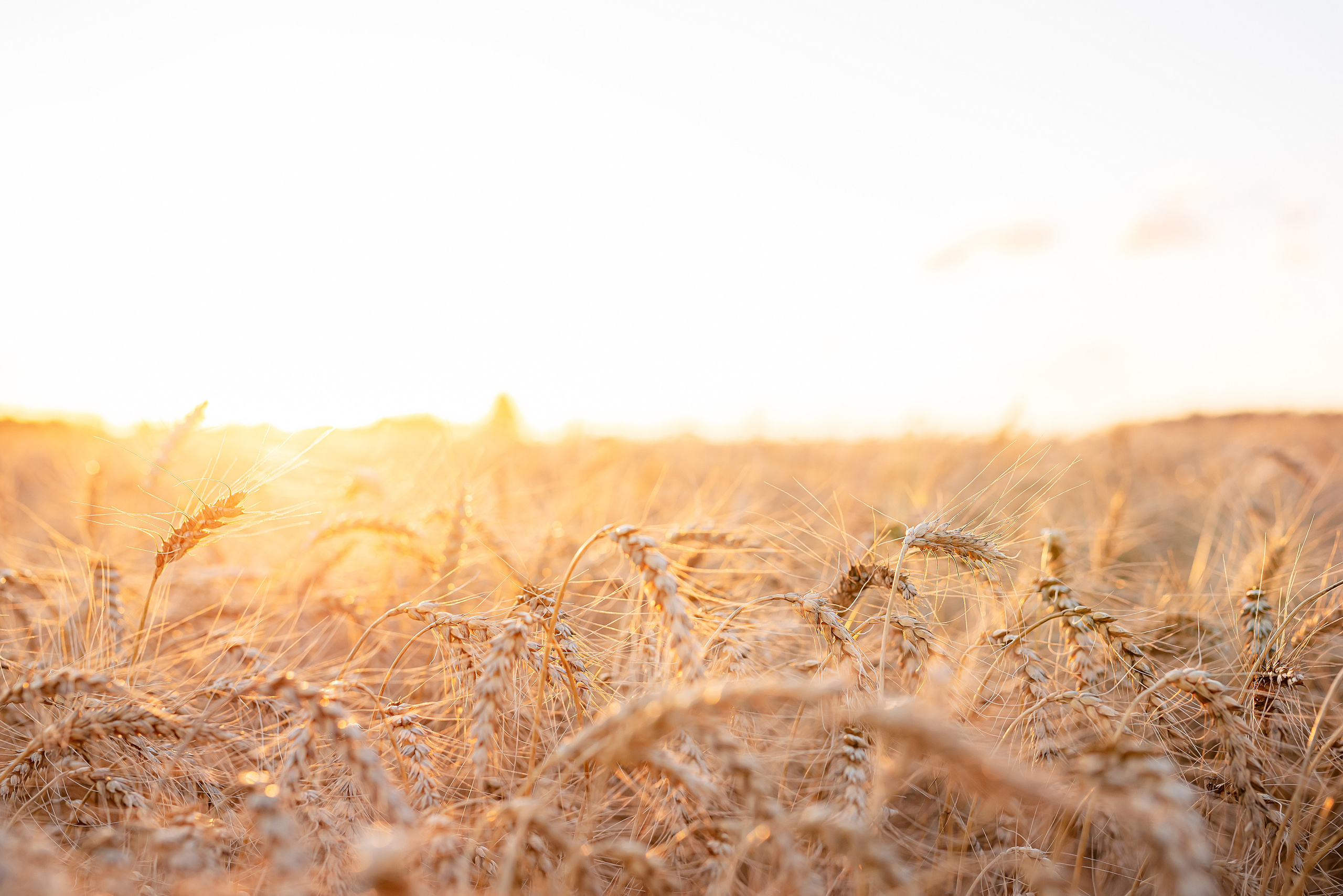 Fields. Fotogrāfs Rīgā. Gīmenes, individuālās un dažādu produktu fotosesijas