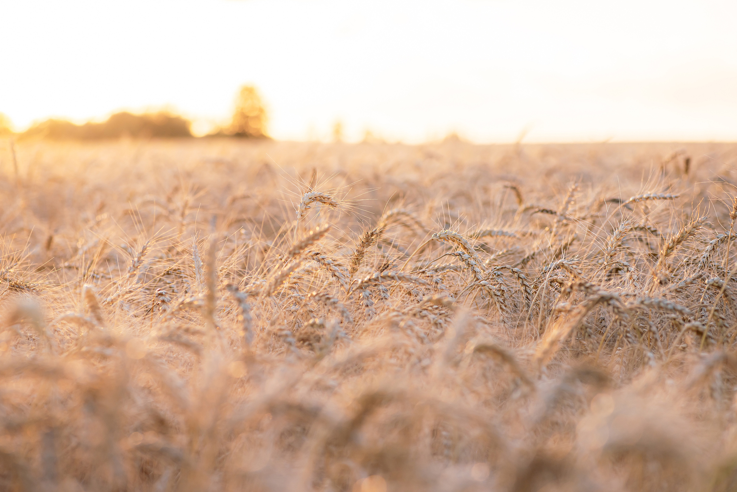 Fields. Fotogrāfs Rīgā. Gīmenes, individuālās un dažādu produktu fotosesijas
