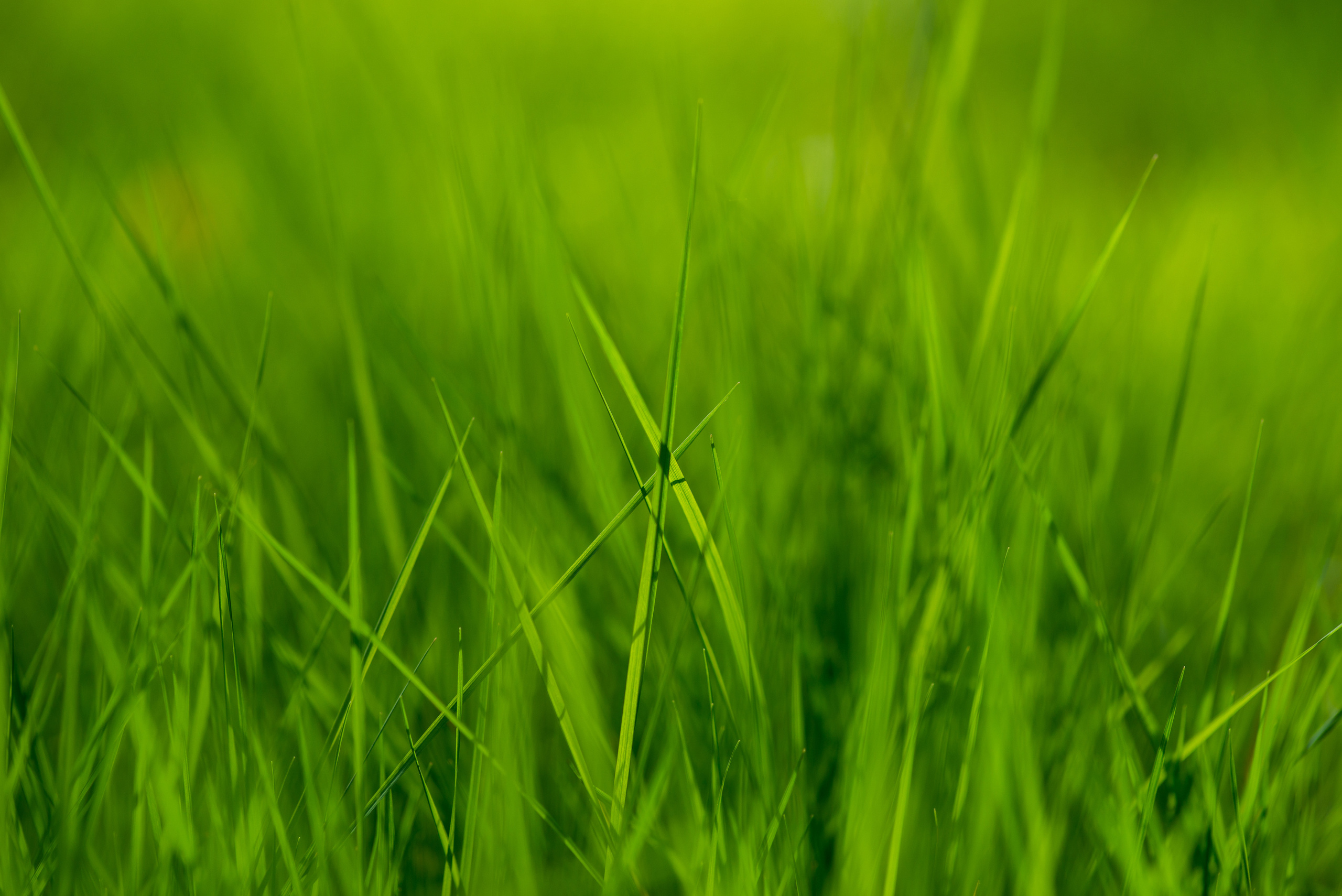 Fields. Fotogrāfs Rīgā. Gīmenes, individuālās un dažādu produktu fotosesijas