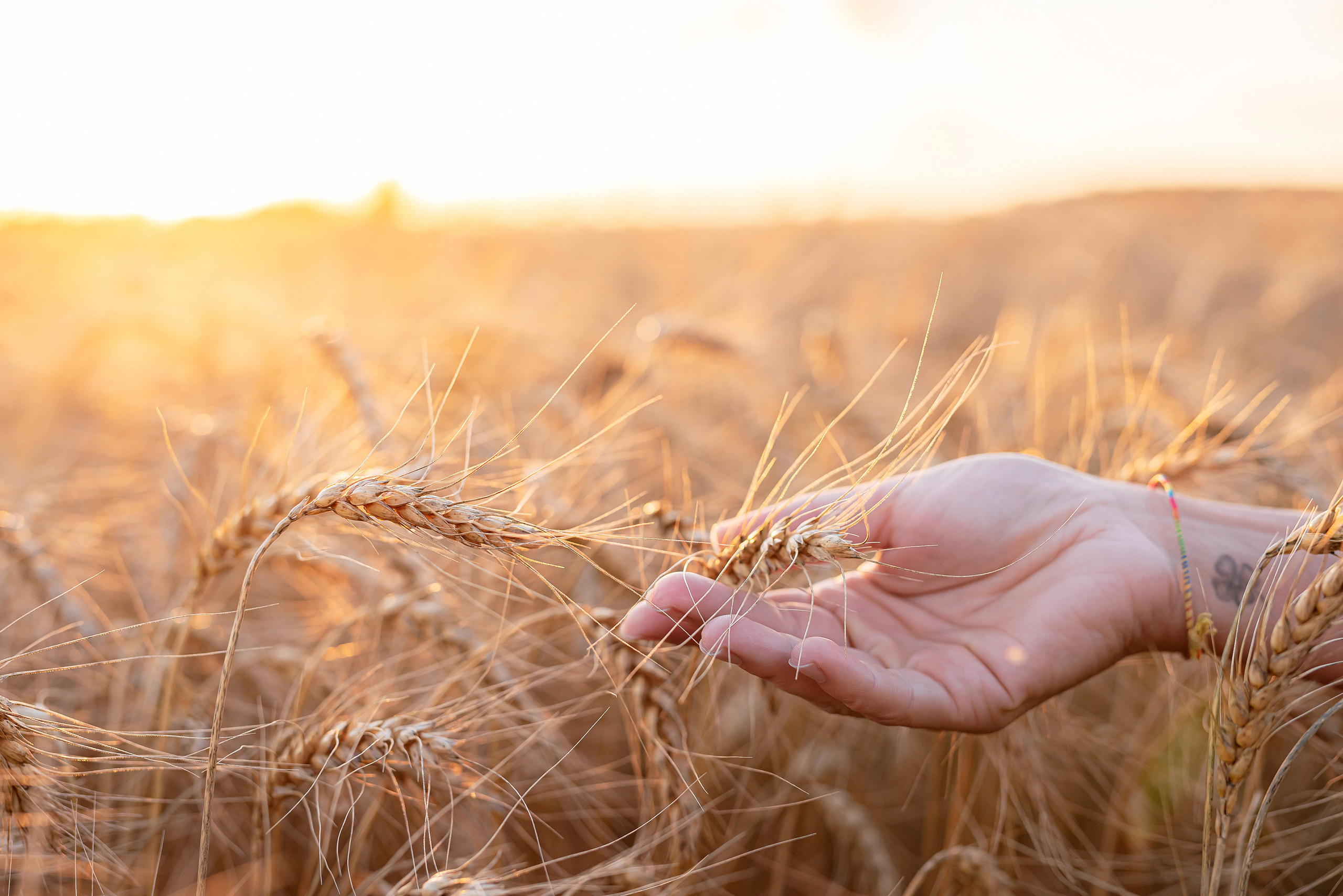 Fields. Fotogrāfs Rīgā. Gīmenes, individuālās un dažādu produktu fotosesijas