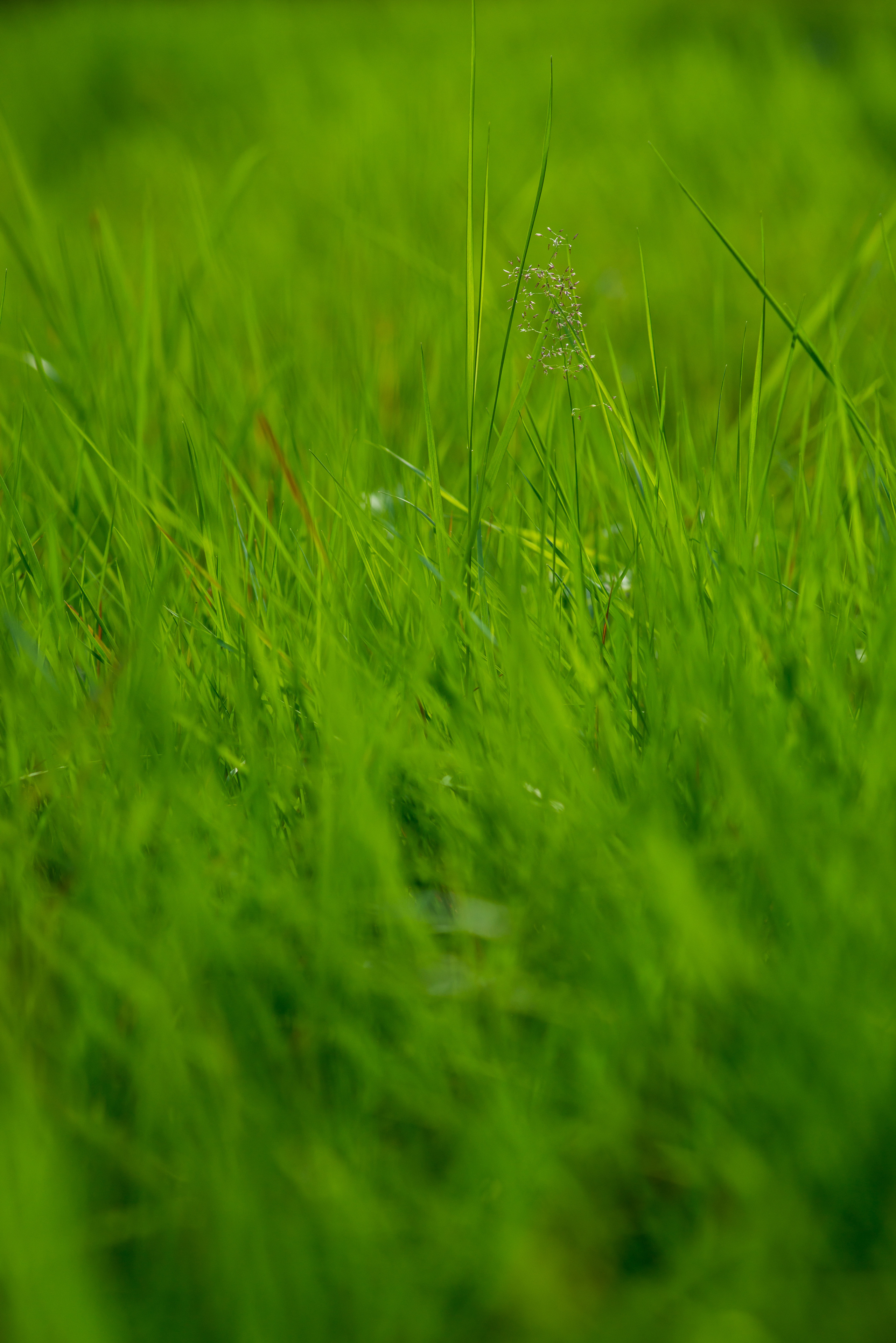 Fields. Fotogrāfs Rīgā. Gīmenes, individuālās un dažādu produktu fotosesijas