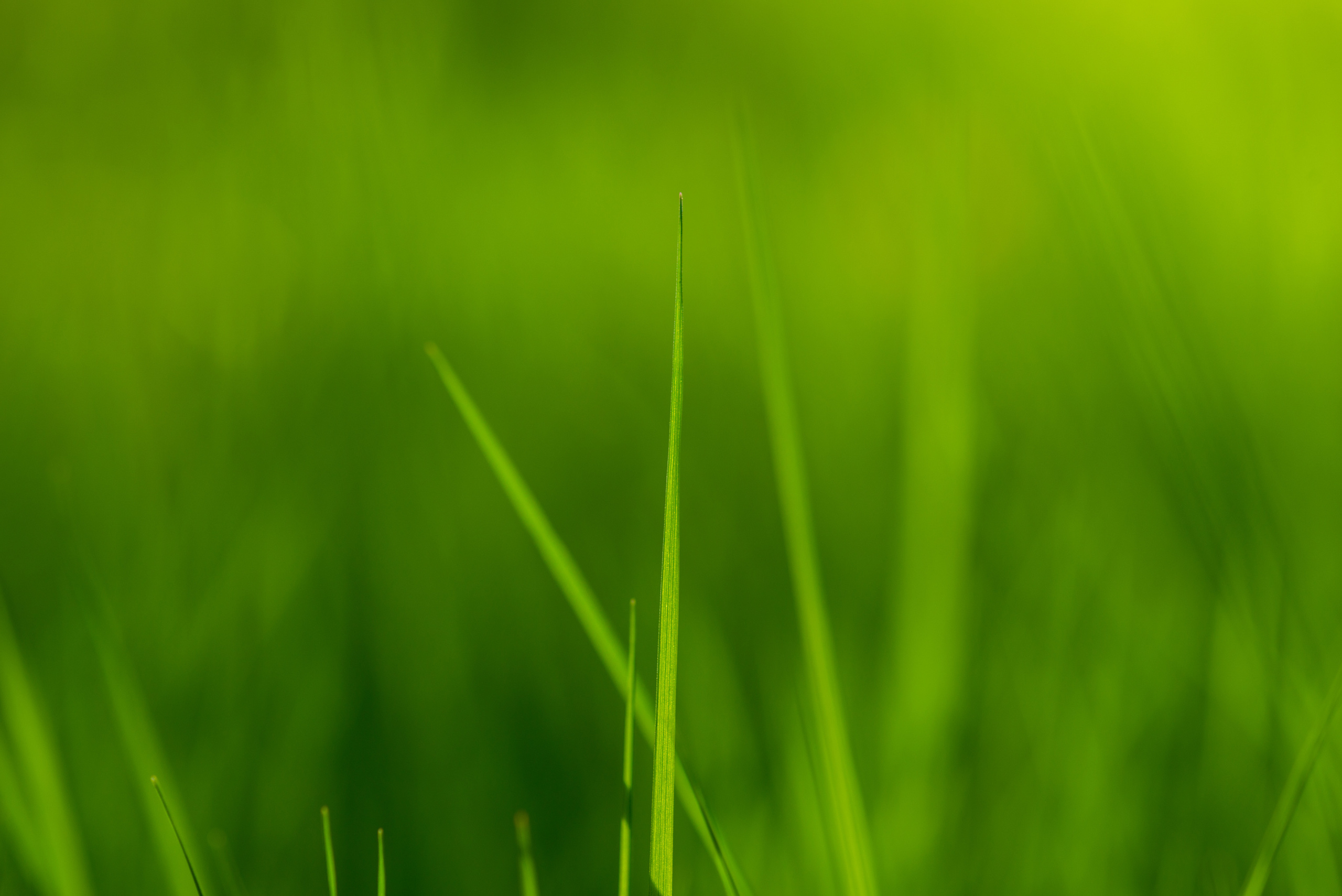 Fields. Fotogrāfs Rīgā. Gīmenes, individuālās un dažādu produktu fotosesijas