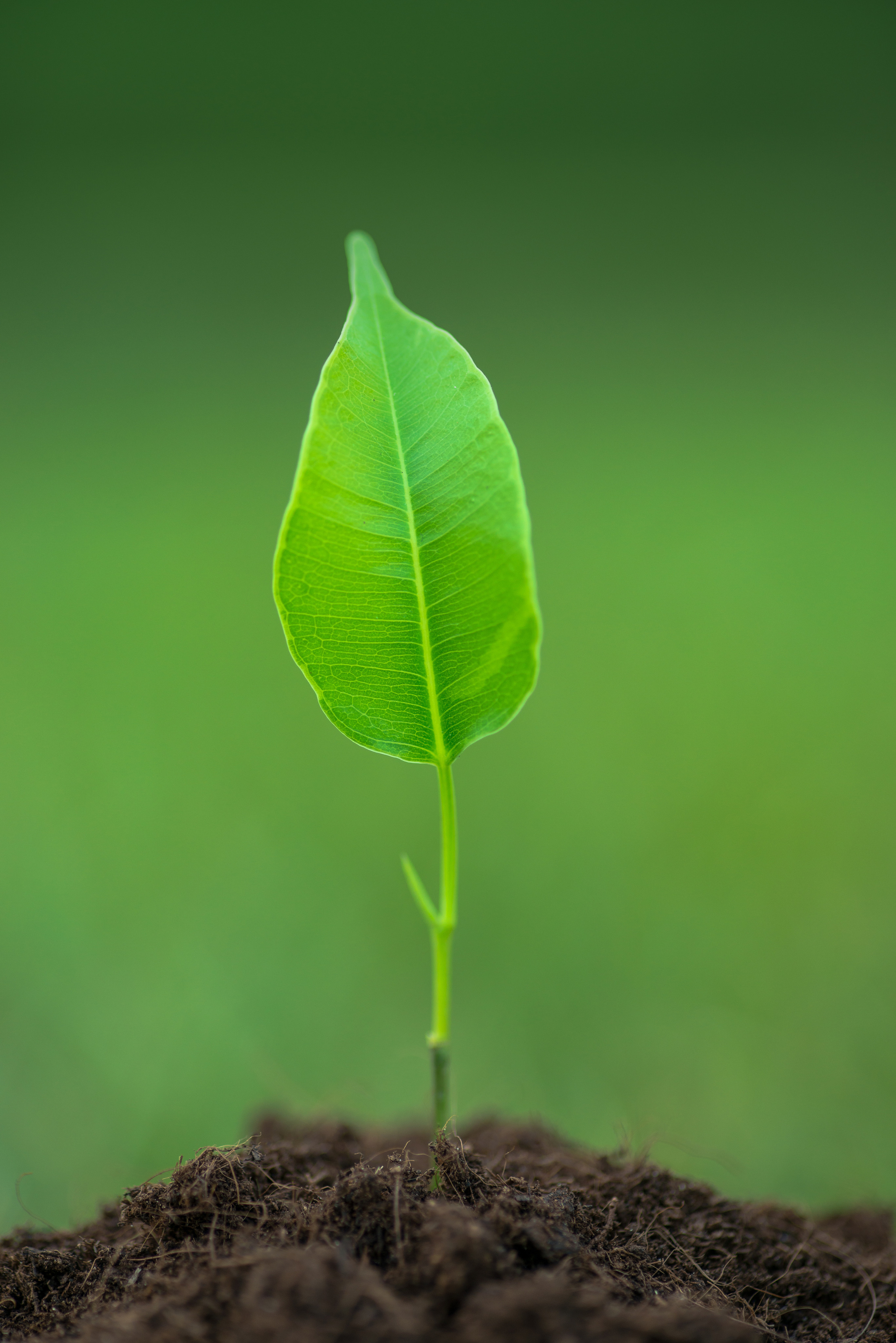 Fields. Fotogrāfs Rīgā. Gīmenes, individuālās un dažādu produktu fotosesijas