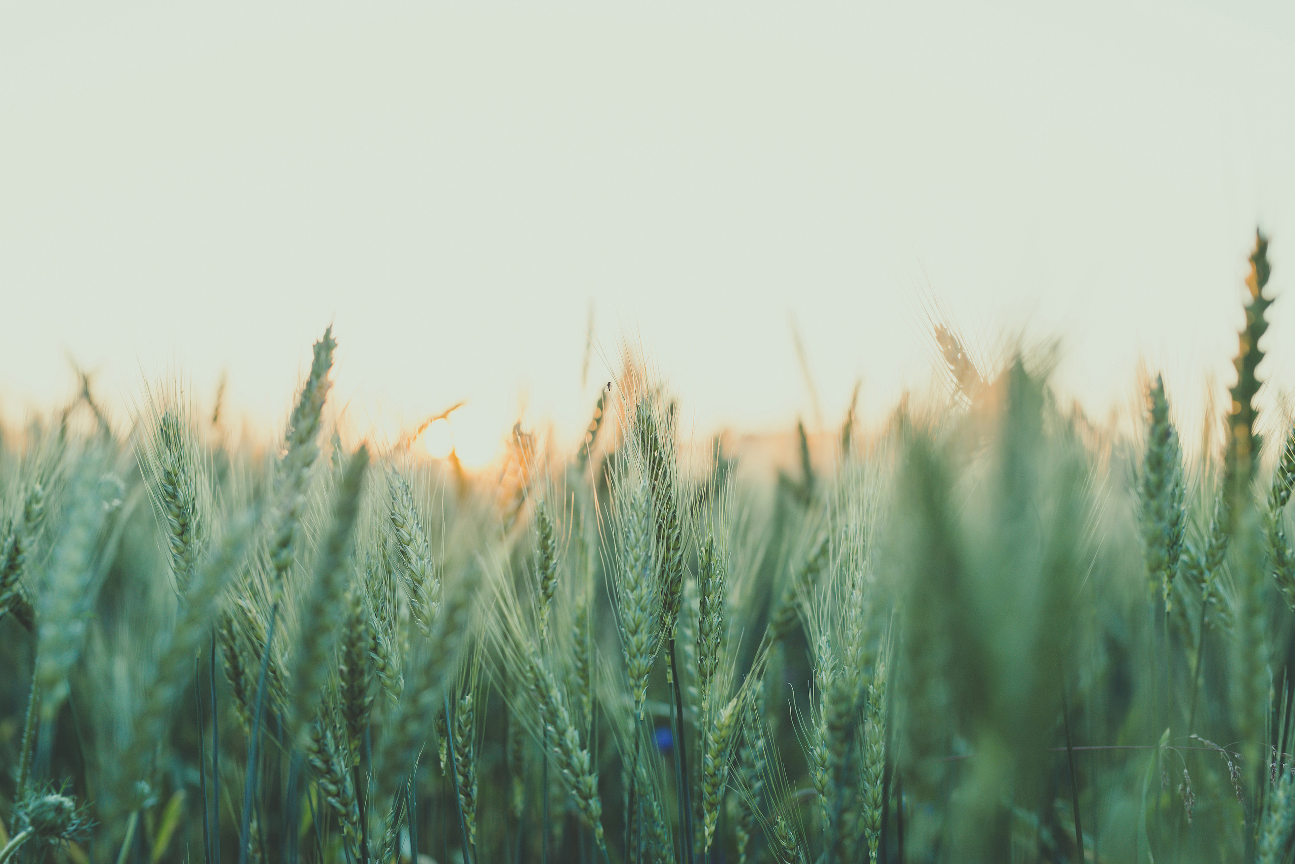 Fields. Fotogrāfs Rīgā. Gīmenes, individuālās un dažādu produktu fotosesijas