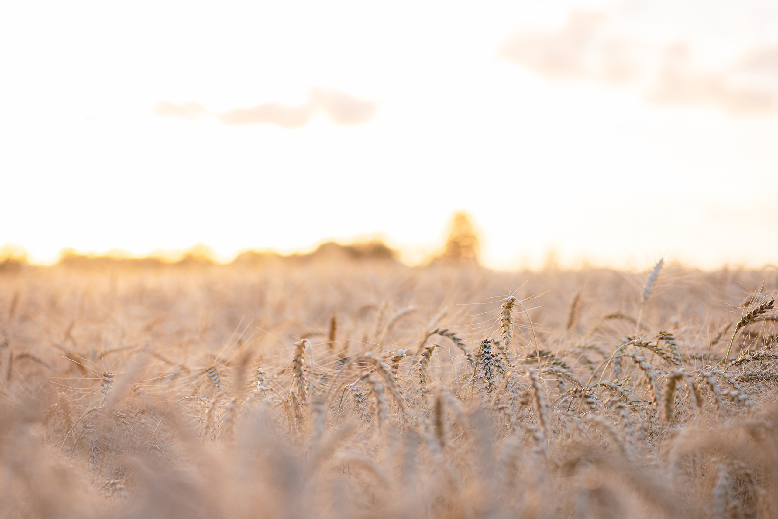 Fields. Fotogrāfs Rīgā. Gīmenes, individuālās un dažādu produktu fotosesijas