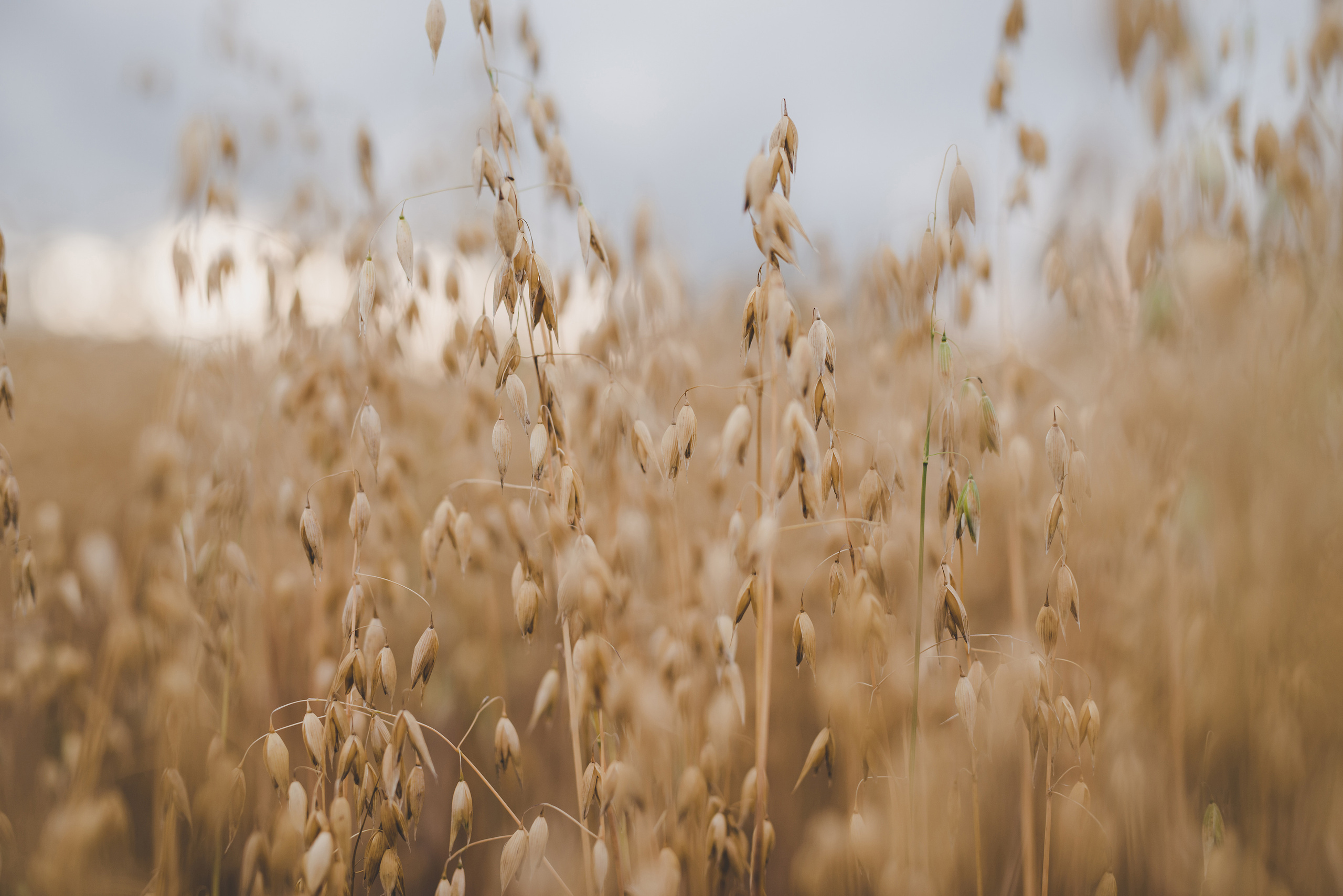 Fields. Fotogrāfs Rīgā. Gīmenes, individuālās un dažādu produktu fotosesijas