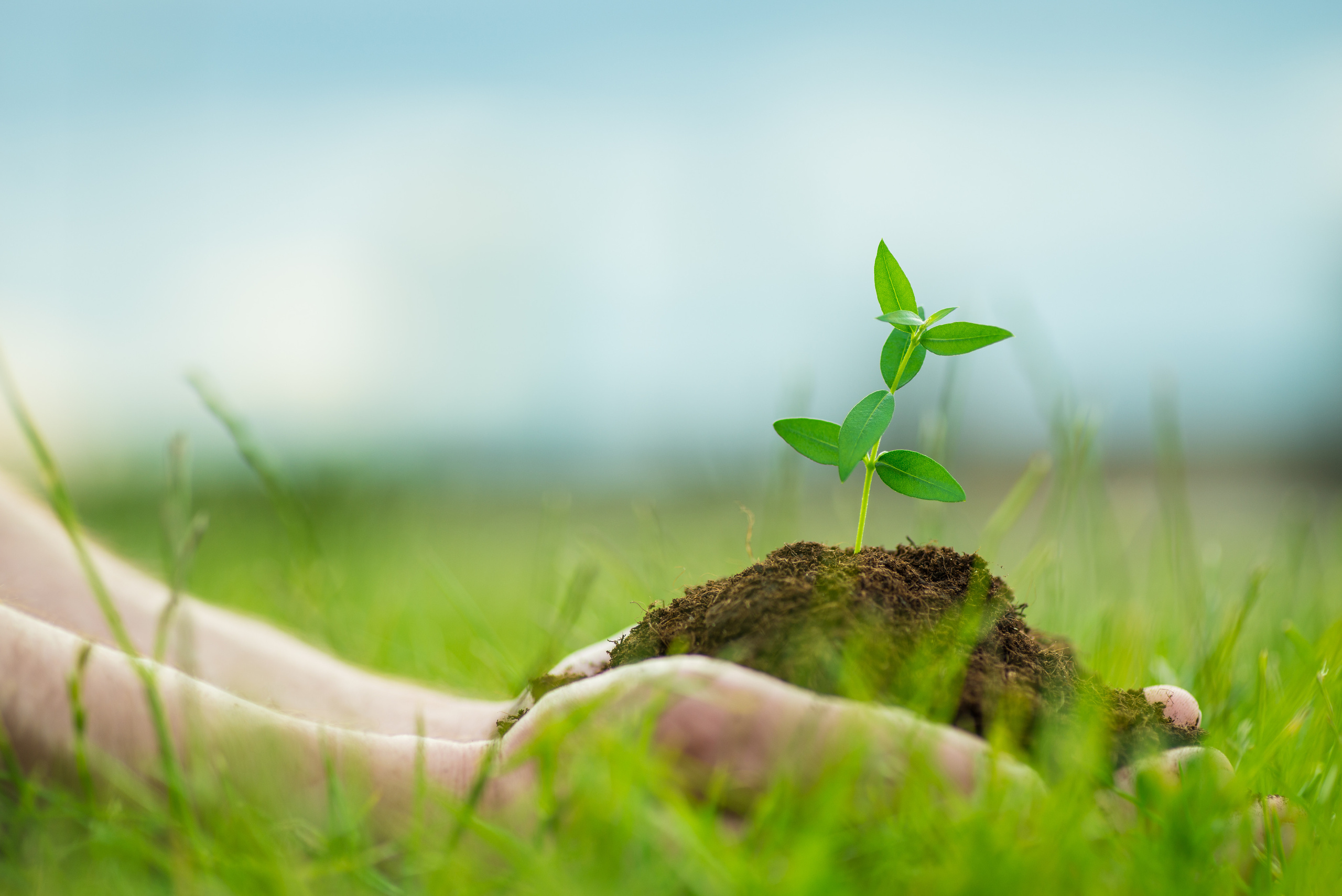 Fields. Fotogrāfs Rīgā. Gīmenes, individuālās un dažādu produktu fotosesijas
