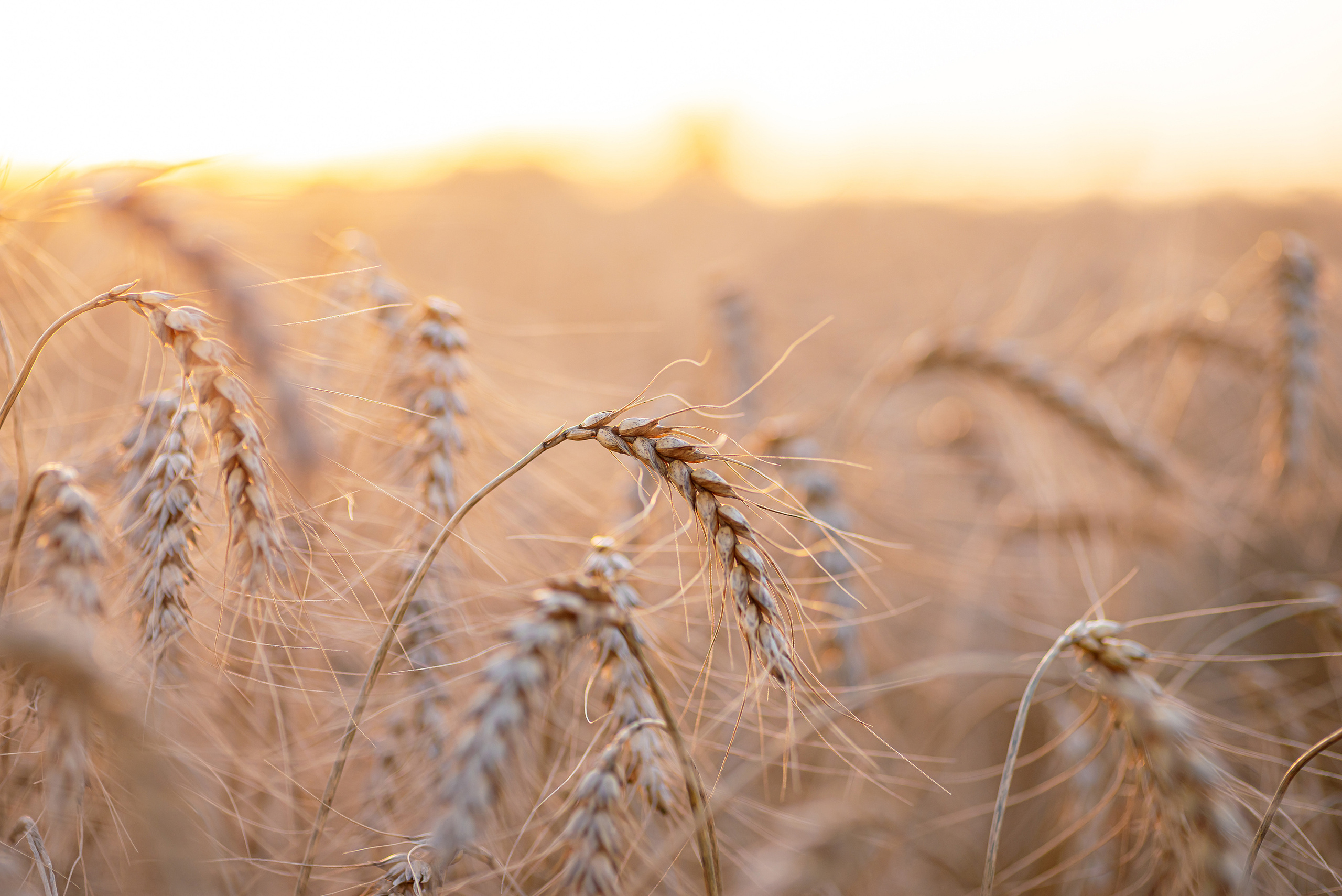 Fields. Fotogrāfs Rīgā. Gīmenes, individuālās un dažādu produktu fotosesijas