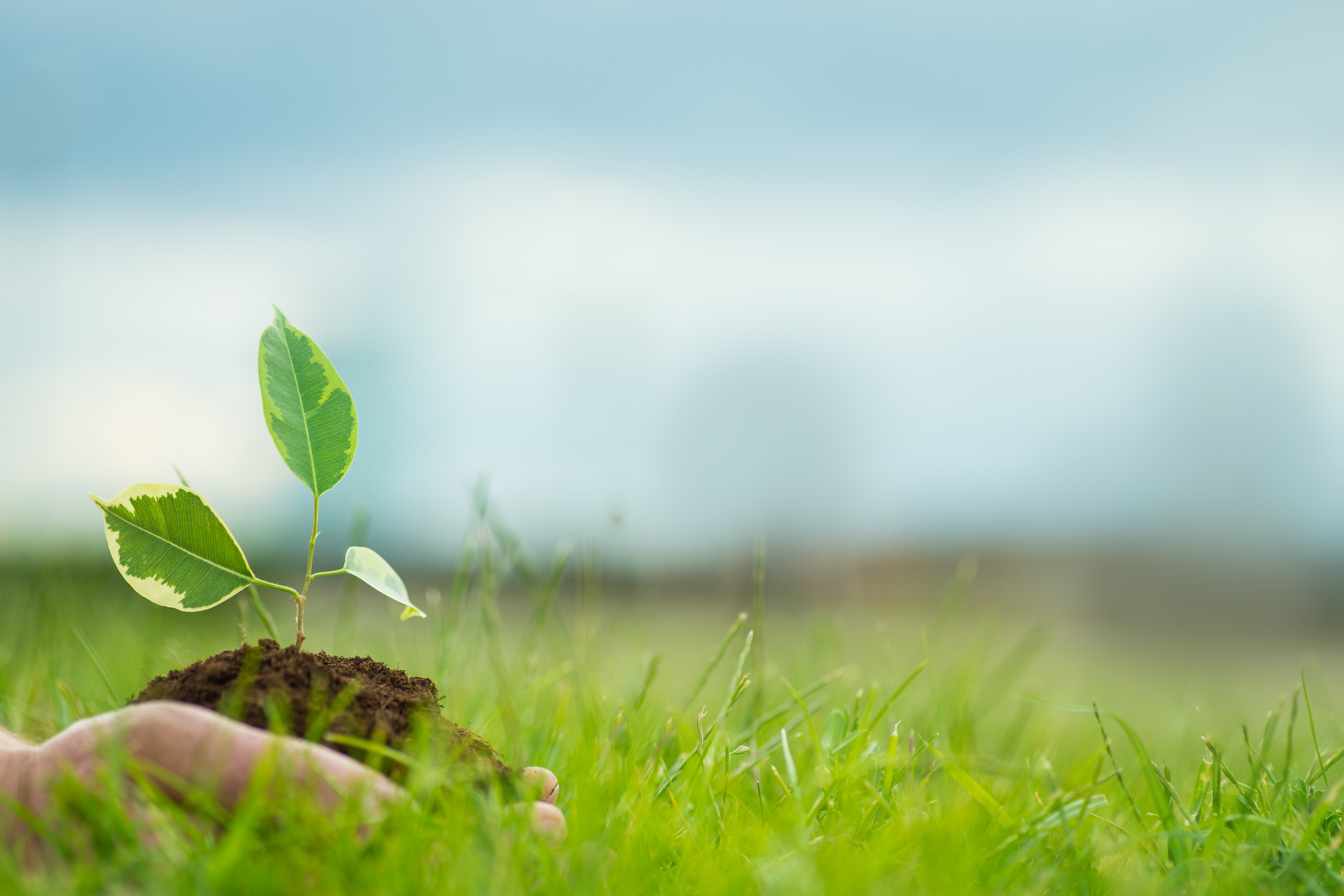 Fields. Fotogrāfs Rīgā. Gīmenes, individuālās un dažādu produktu fotosesijas