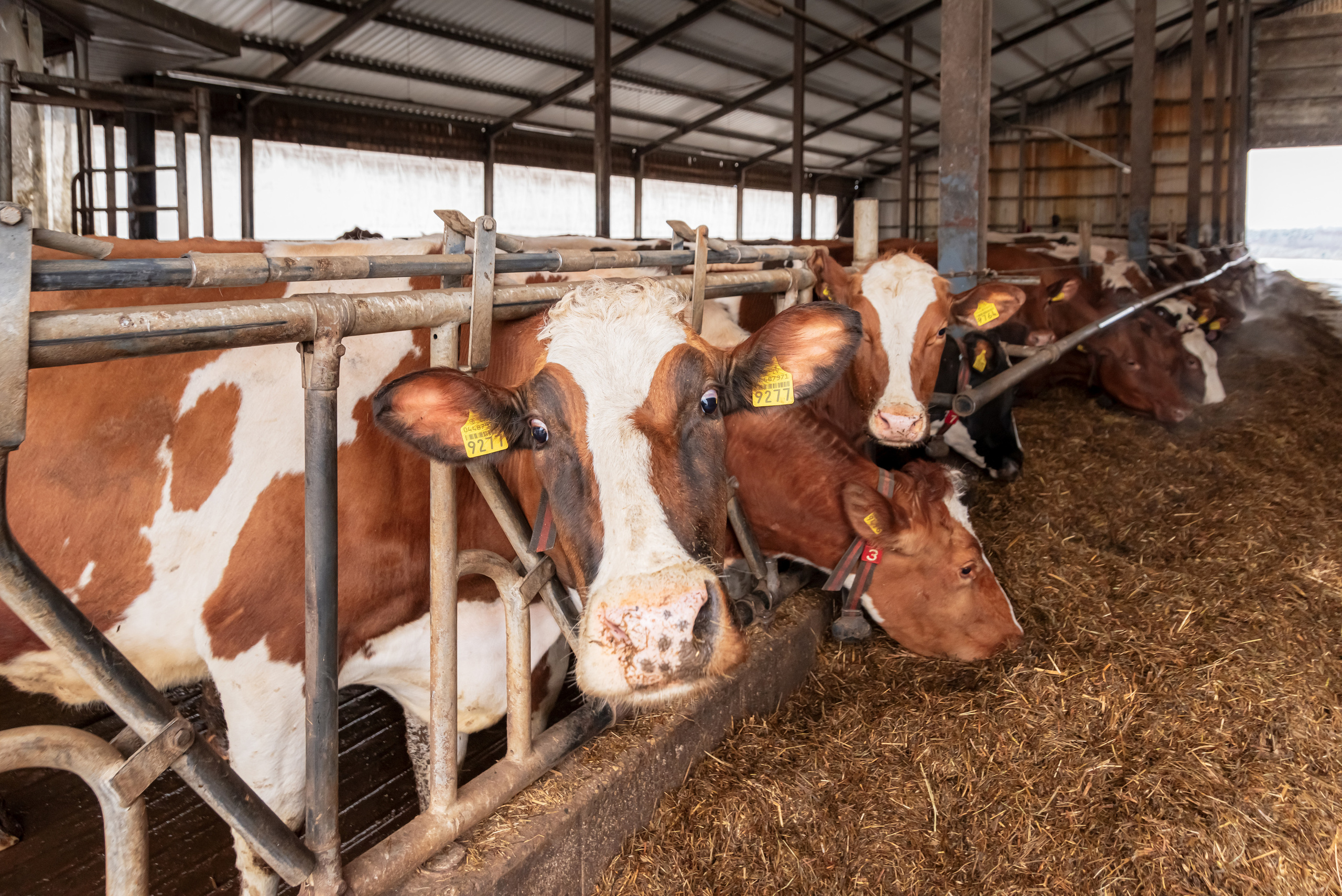 Apvienība par ilgtspējīgu lauksaimniecību. Fotogrāfs Rīgā. Gīmenes, individuālās un dažādu produktu fotosesijas