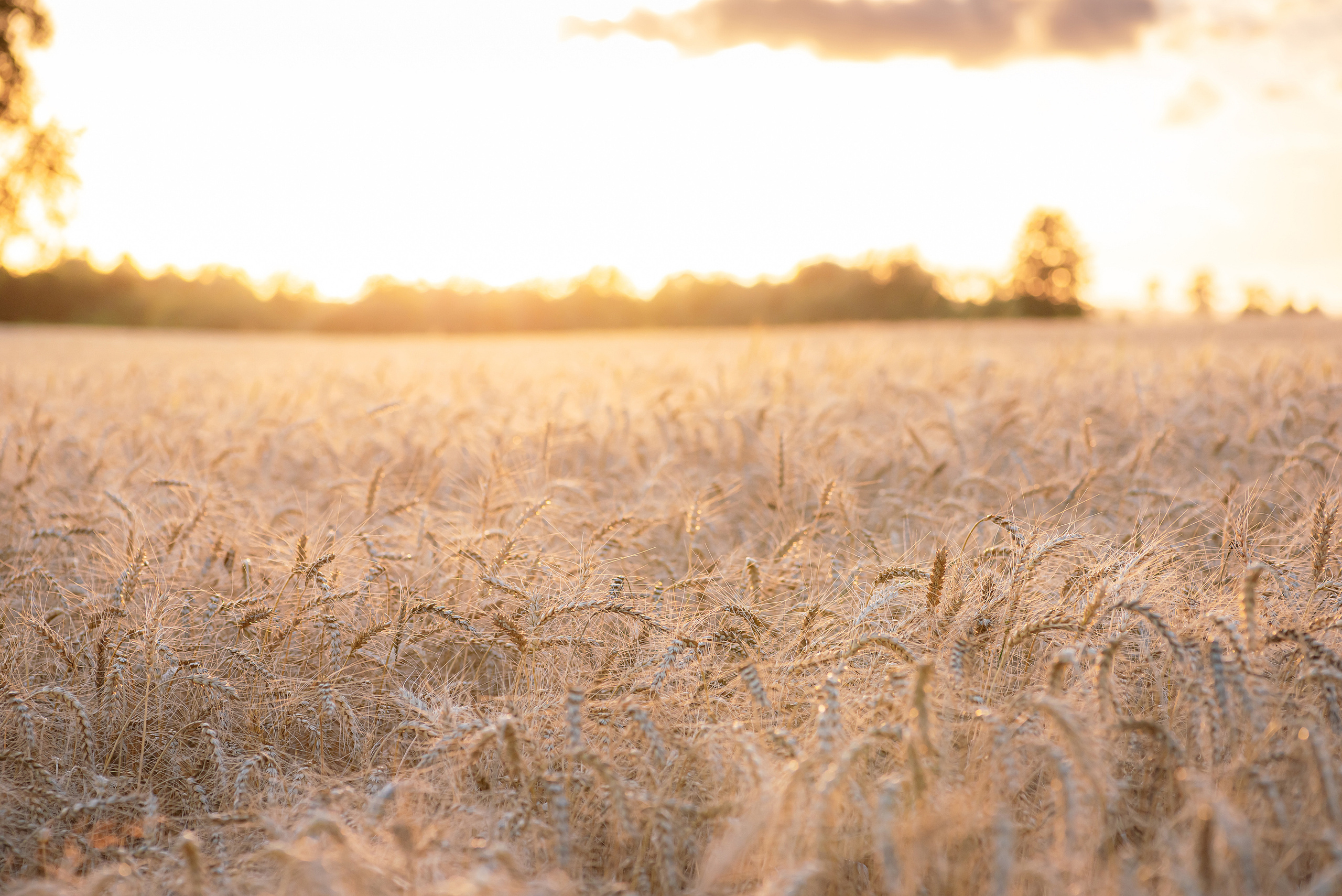 Fields. Fotogrāfs Rīgā. Gīmenes, individuālās un dažādu produktu fotosesijas