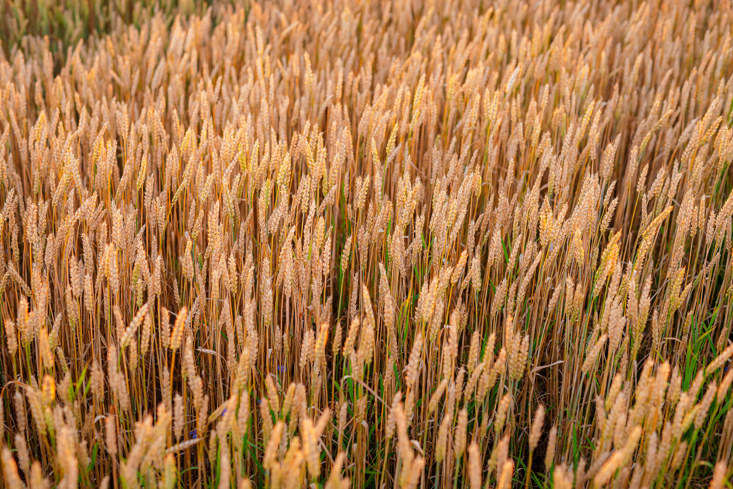 Fields. Fotogrāfs Rīgā. Gīmenes, individuālās un dažādu produktu fotosesijas