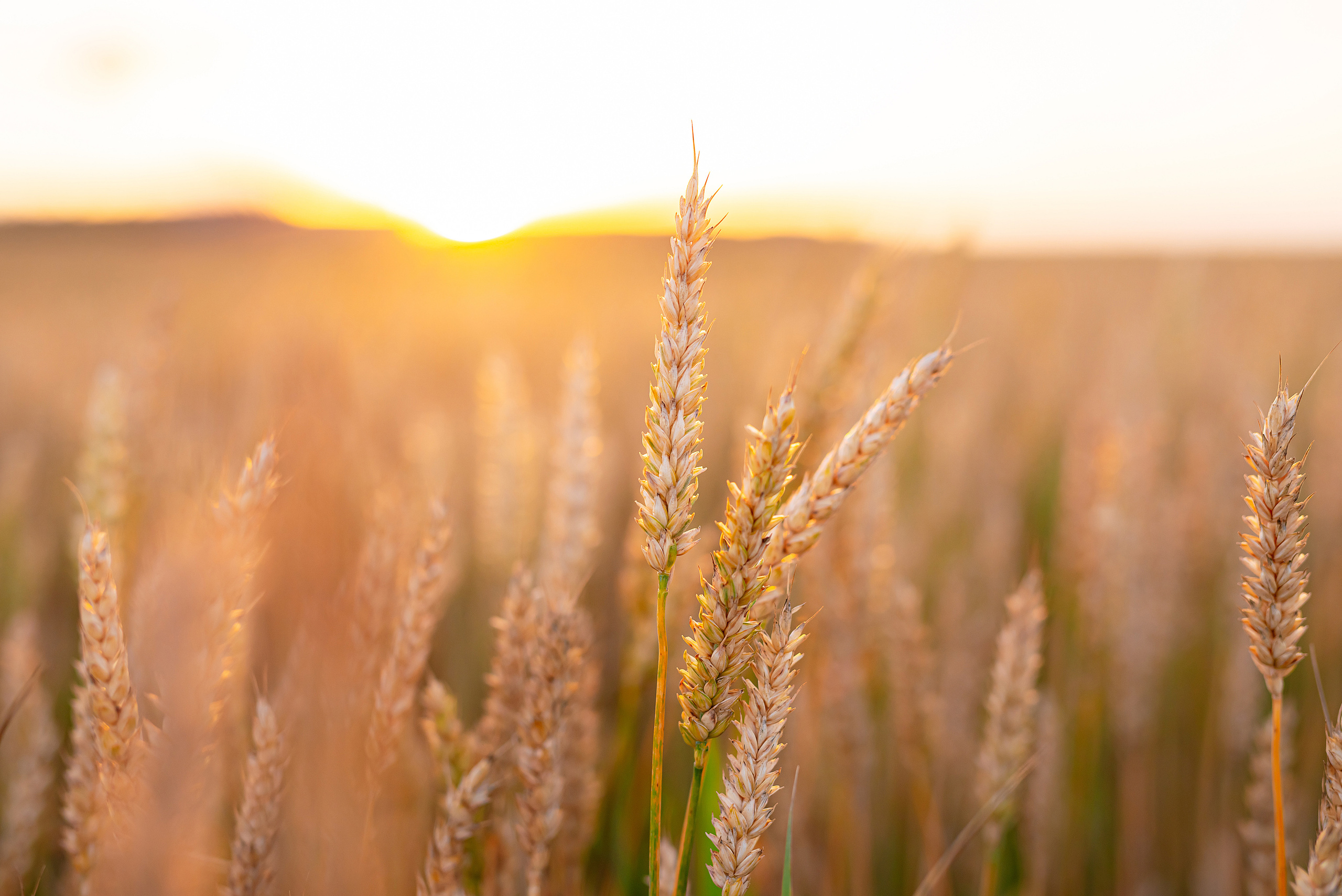 Fields. Fotogrāfs Rīgā. Gīmenes, individuālās un dažādu produktu fotosesijas